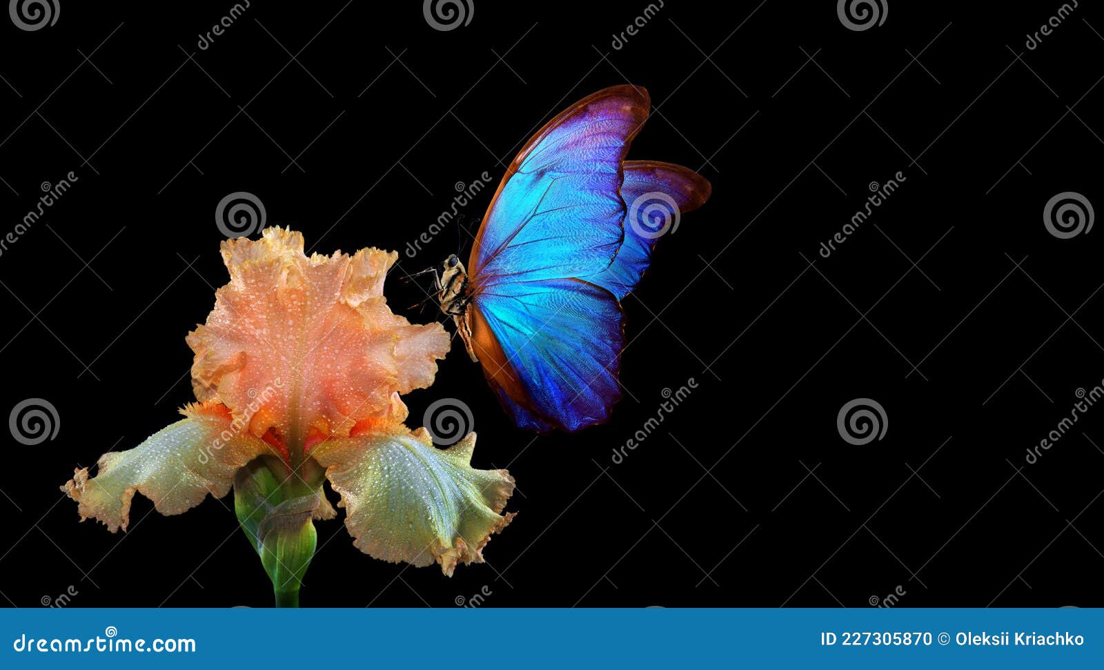 Hermosa Morfa Azul Mariposa Sobre La Flor Iris En El Agua Gotas Aisladas En  Negro. Copiar Espacios Foto de archivo - Imagen de animal, flor: 227305870