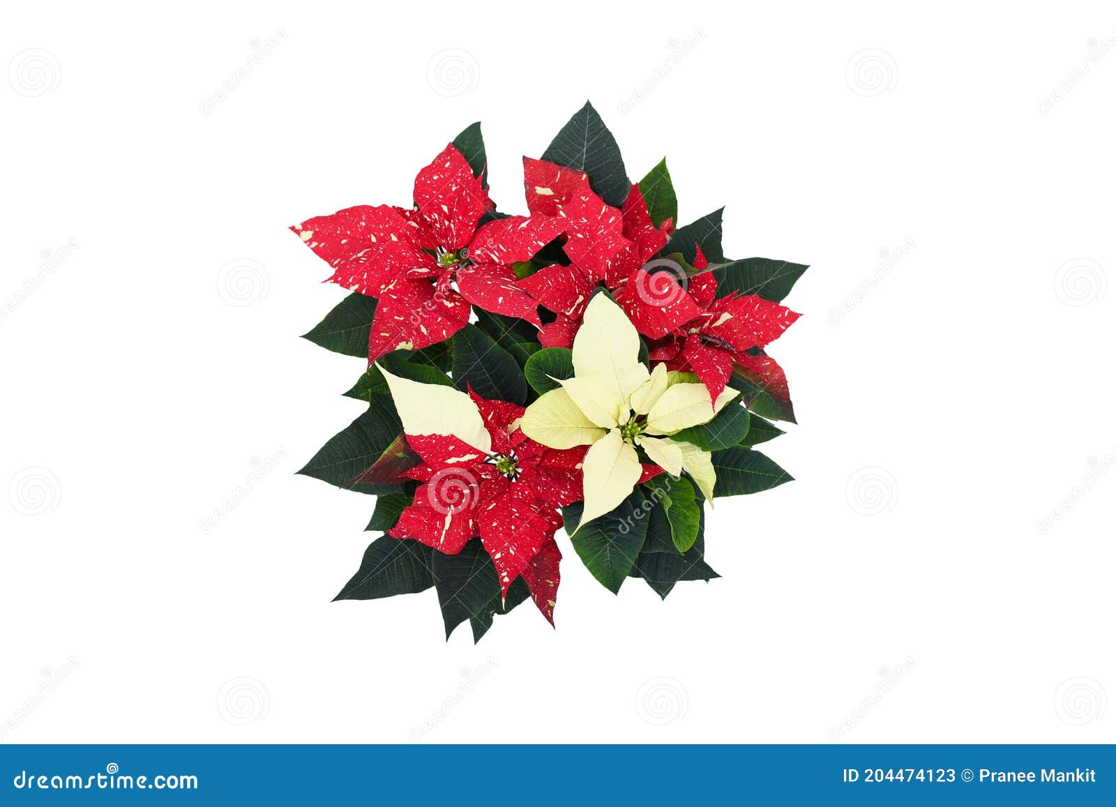 Hermosa Naturaleza Fresca Rojo, Flor De Nochebuena Blanca O Flor De  Estrella De Navidad Con Hojas De Follaje Verde En Blanco Imagen de archivo  - Imagen de color, diciembre: 204474123