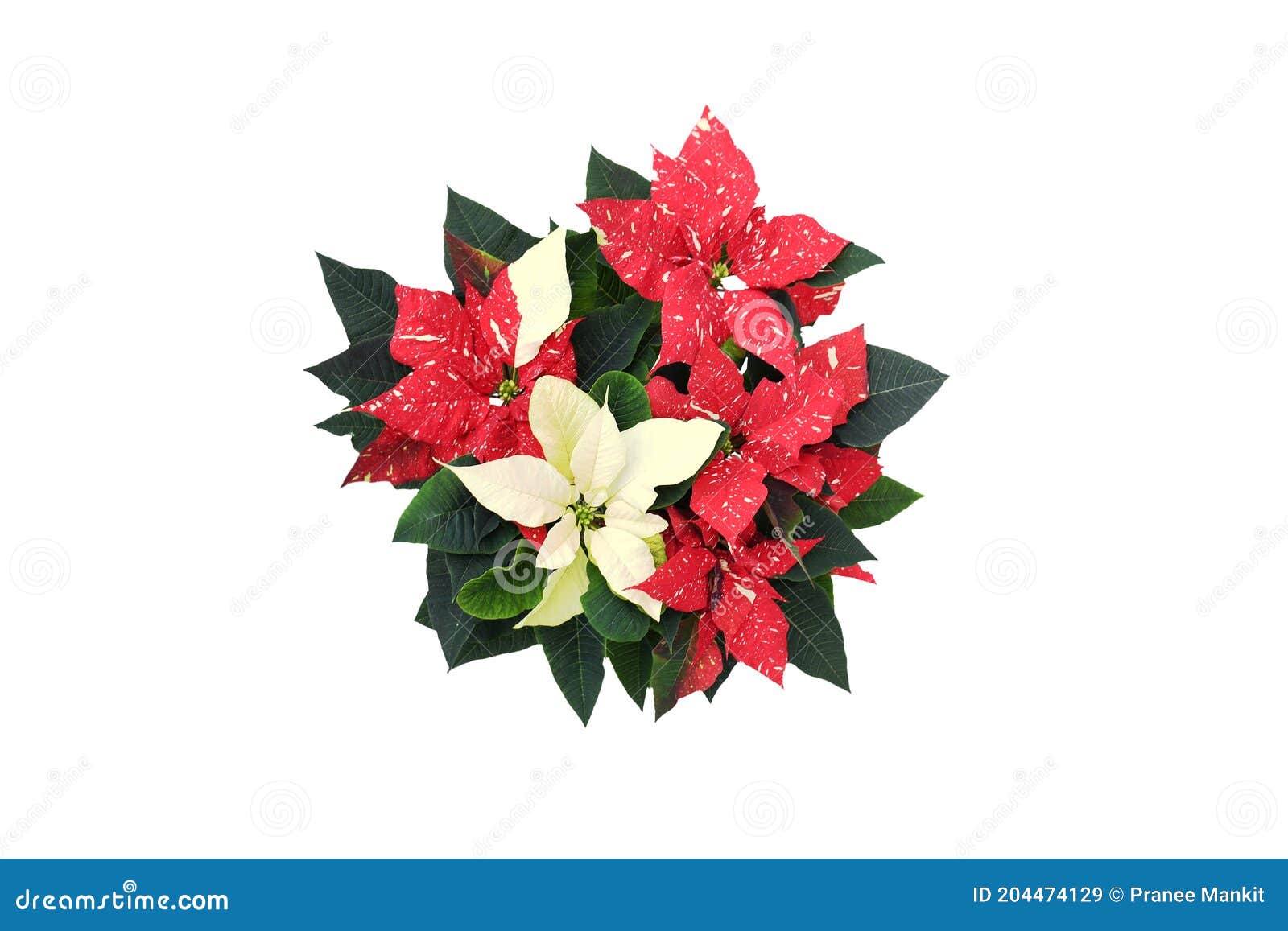 Hermosa Naturaleza Fresca Rojo, Flor De Nochebuena Blanca O Flor De  Estrella De Navidad Con Hojas De Follaje Verde En Blanco Imagen de archivo  - Imagen de saludos, flor: 204474129