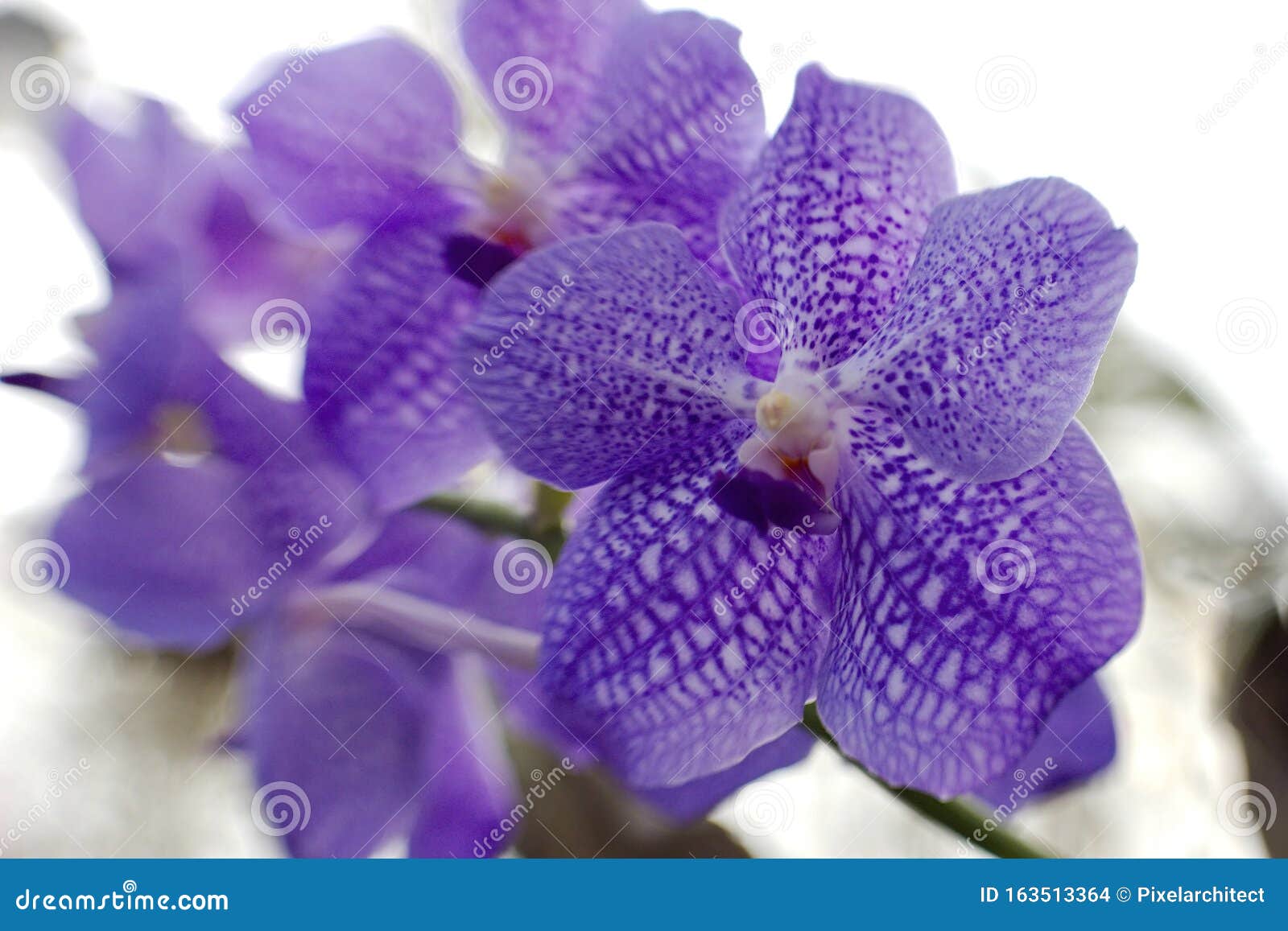 Hermosa Orquídea De Lavanda Foto de archivo - Imagen de pétalos, lavanda:  163513364