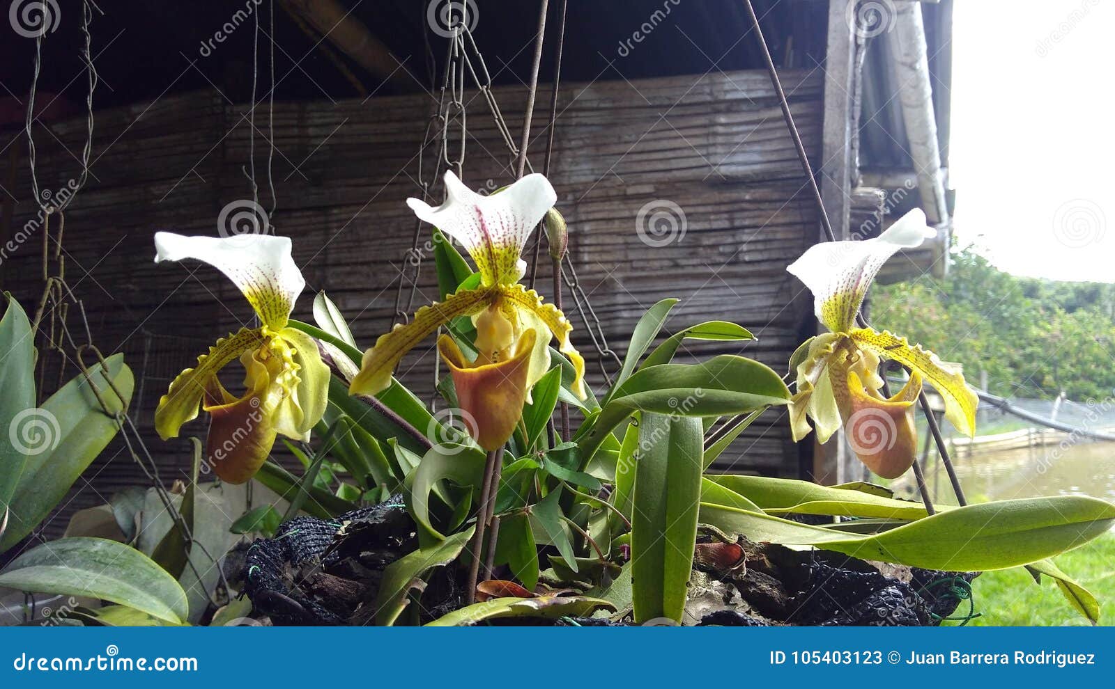 3 orquideas