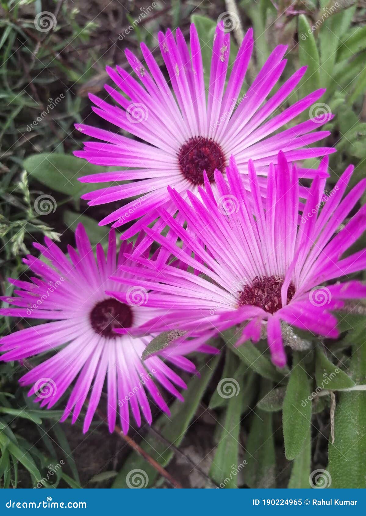 Hermosa Pequeña Flor En El Jardín Imagen de archivo - Imagen de calle,  ojos: 190224965