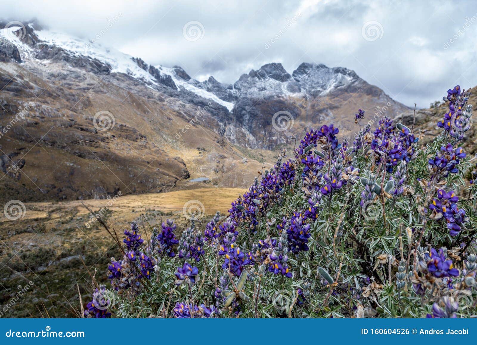 Hermosa Planta Con Flores Violetas Se Encuentra En Las Alturas De La  Cordillera De Los Andes Foto de archivo - Imagen de morada, nublado:  160604526