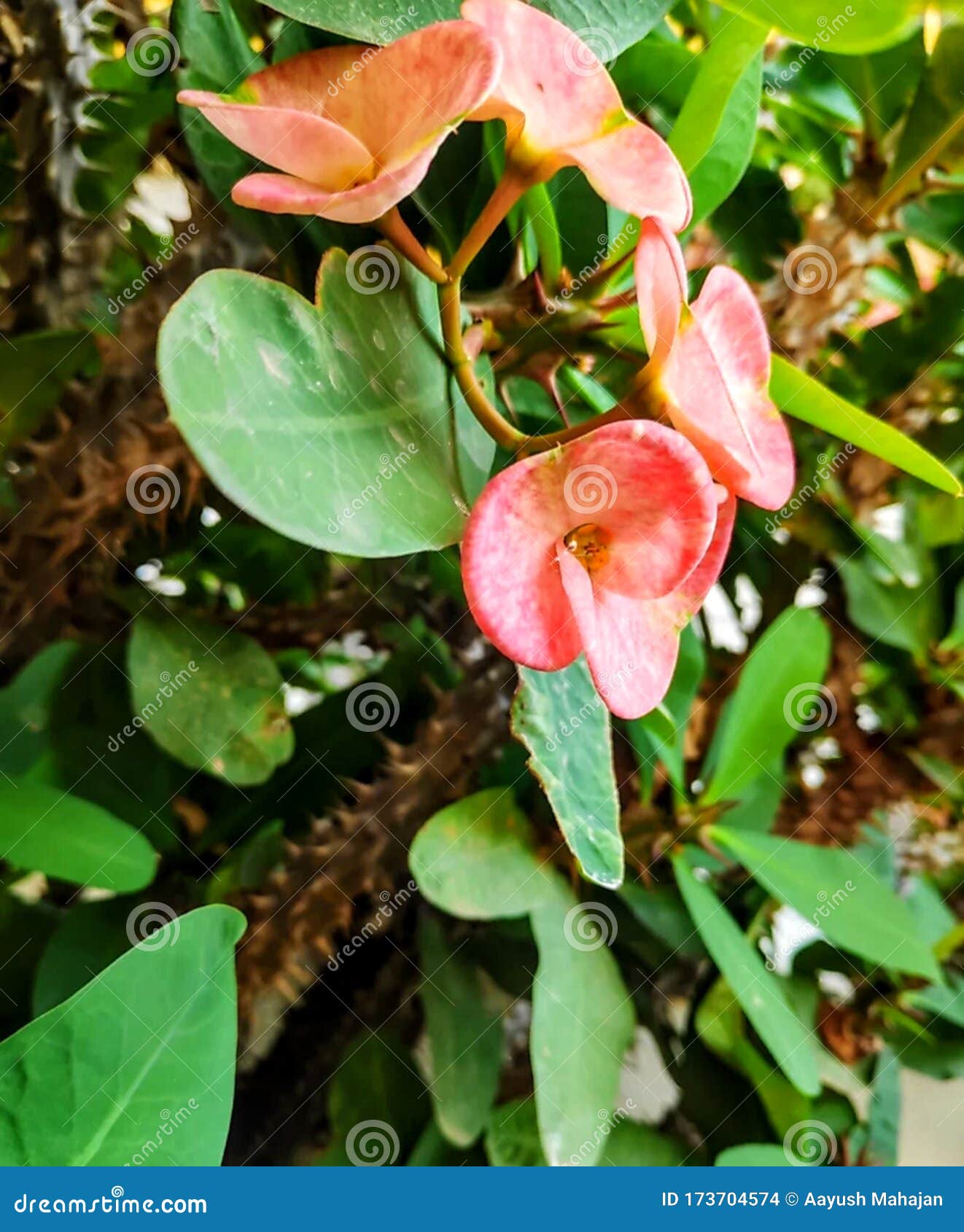 Hermosa Planta De Flores De Naranja Claro Foto de archivo - Imagen de espinas, flor: 173704574 Hermosa Planta De Flores De Naranja Claro Foto de archivo - Imagen de espinas, flor: 173704574