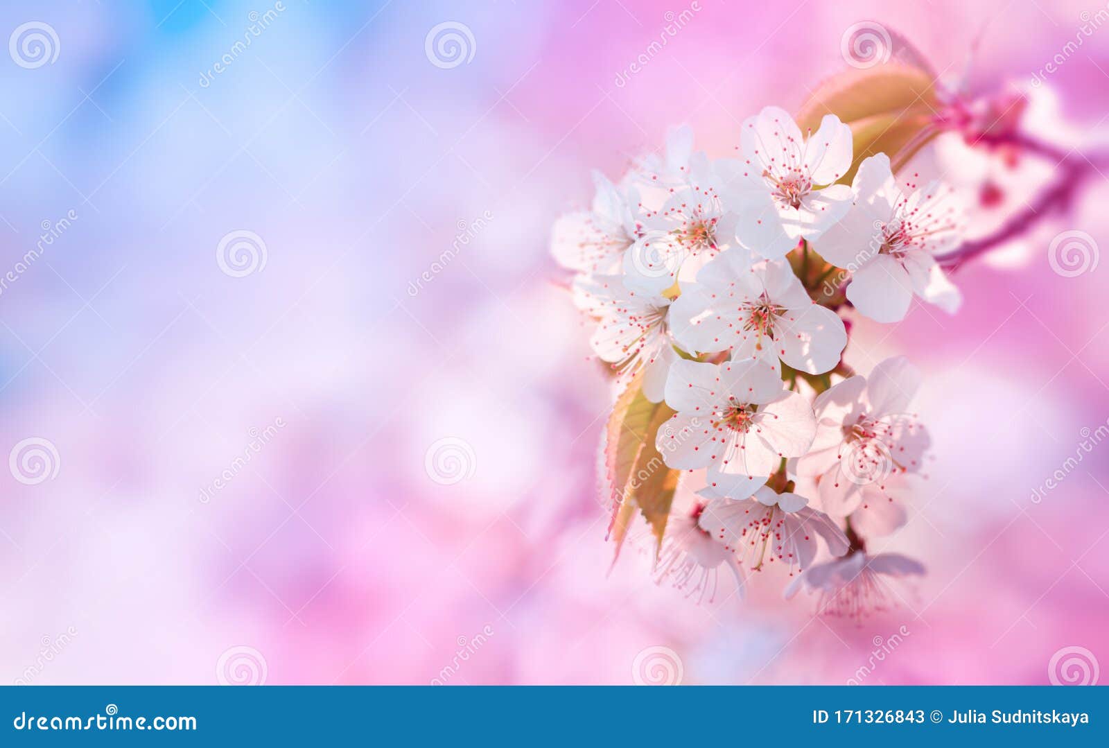 Hermosa Rama De Cerezo Floreciente Con Fondo Rosa Y Azul Paisaje Natural  Artístico De Flores De Primavera Blancas Imagen de archivo - Imagen de  primavera, fondo: 171326843
