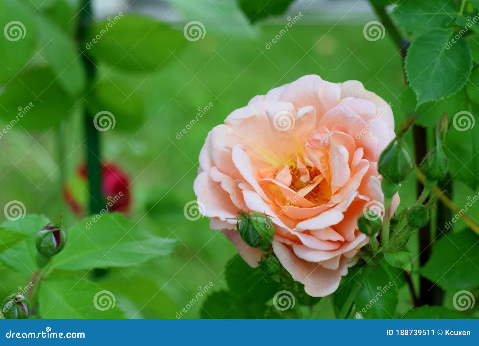 Hermosa rosa color durazno imagen de archivo. Imagen de varietal - 188739511