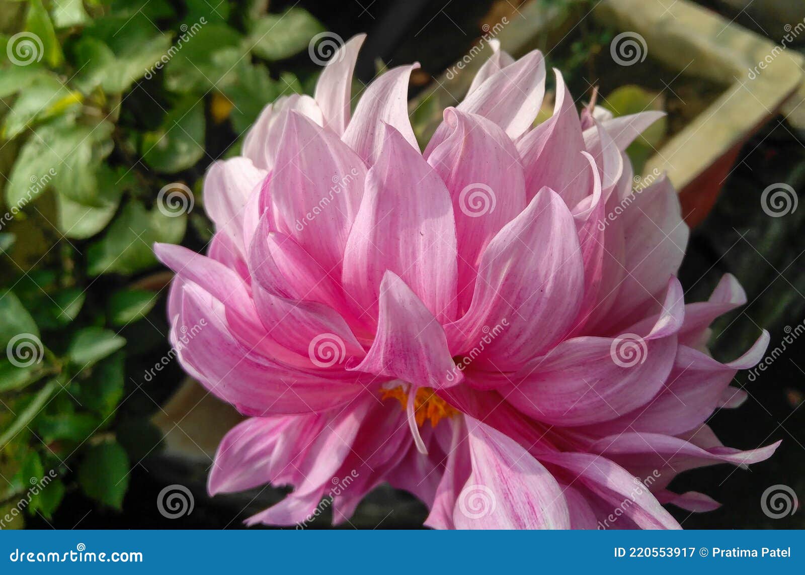 Hermosa Rosa Dalia Flor Florecimiento En Rama De La Planta Que Crece En  Jardín Naturaleza Fotografía Floral Jardinería Fondo Imagen de archivo -  Imagen de floral, wildflower: 220553917