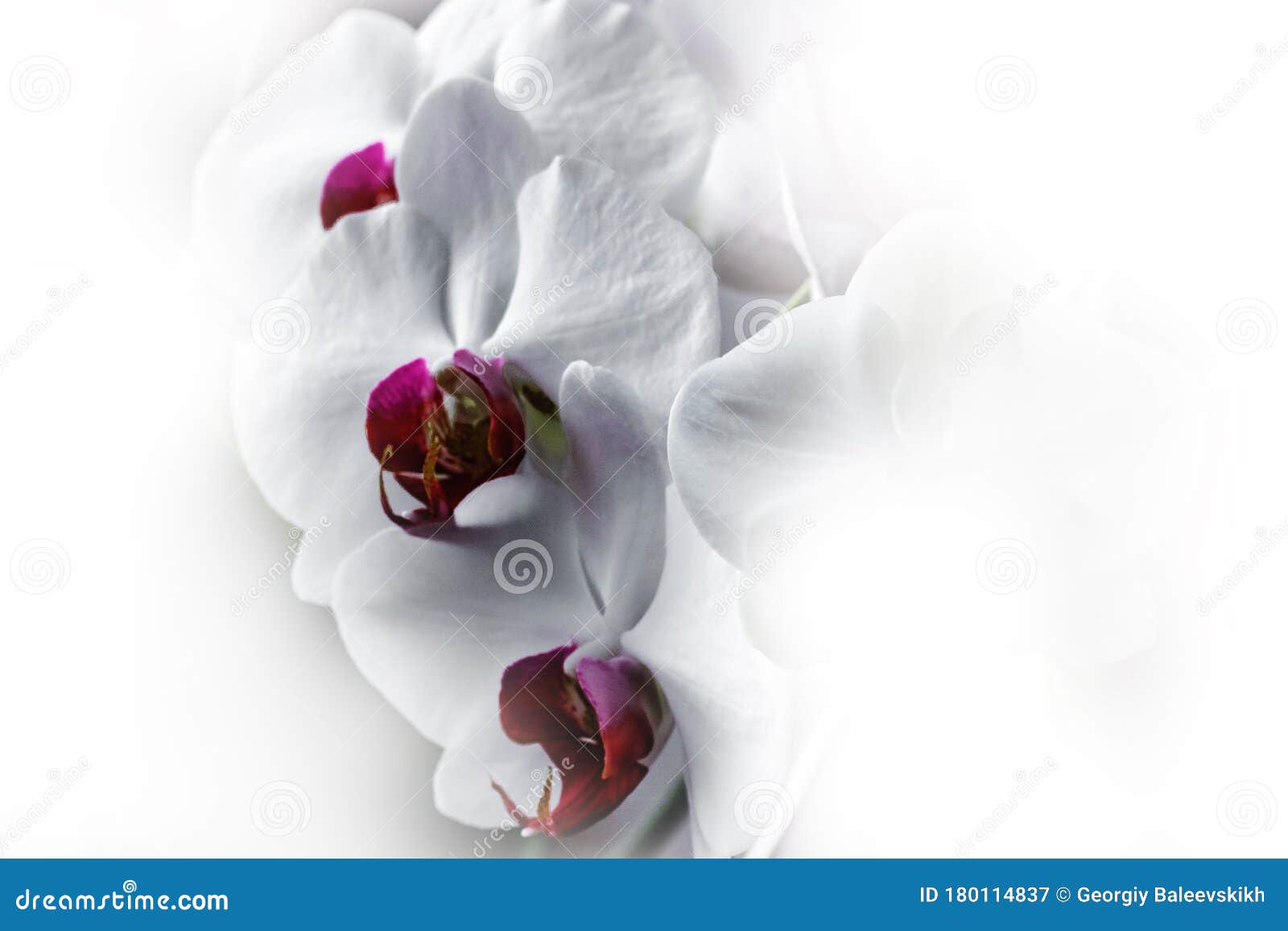 Hermosas Flores Blancas De Orquídea En La Leche Imagen de archivo - Imagen de flor, leche: 180114837 Hermosas Flores Blancas De Orquídea En La Leche Imagen de archivo - Imagen de flor, leche: 180114837