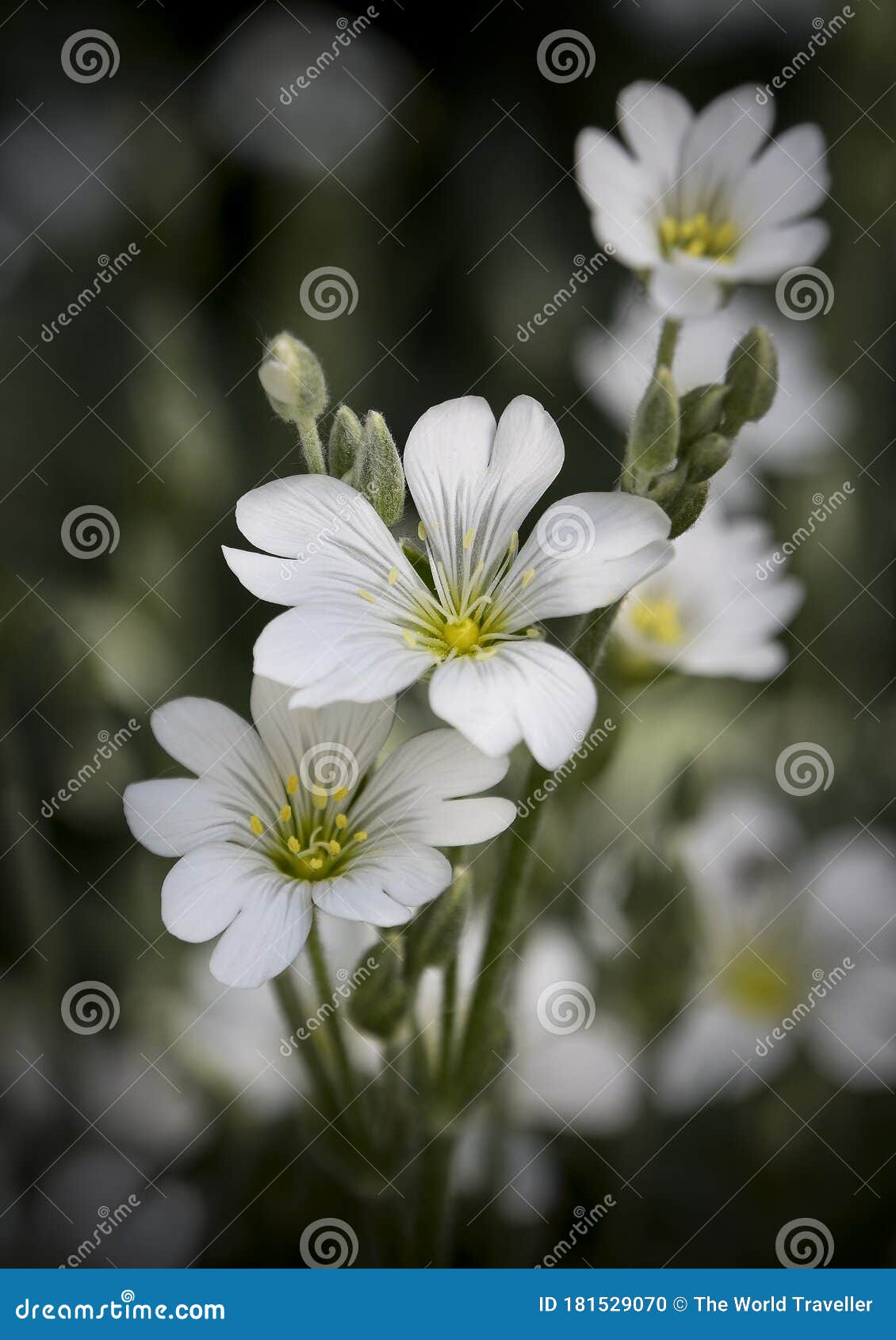 Hermosas Flores Blancas De Primavera En El Campo Foto de archivo - Imagen de margarita, abril: 181529070 Hermosas Flores Blancas De Primavera En El Campo Foto de archivo - Imagen de margarita, abril: 181529070