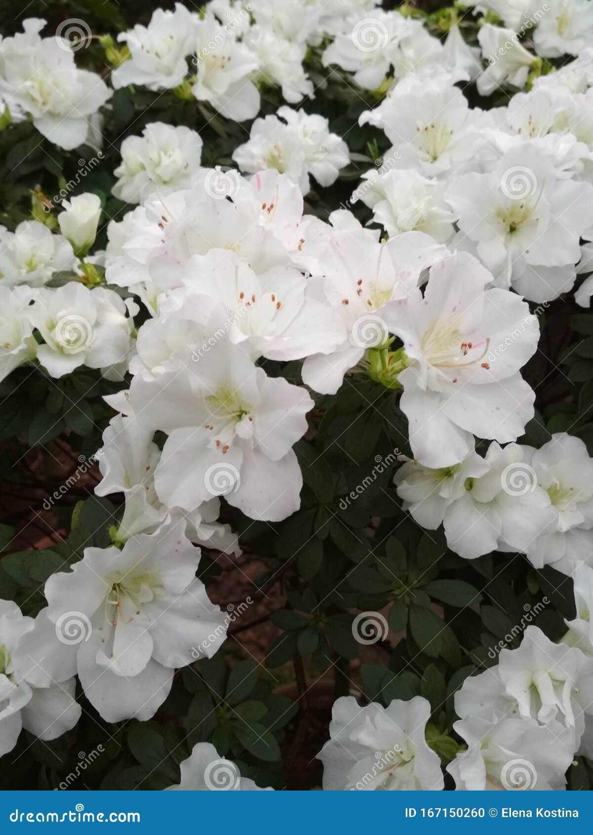 Hermosas Flores Blancas Grandes Con Grandes Hojas Verdes Foto de archivo -  Imagen de resorte, grande: 167150260