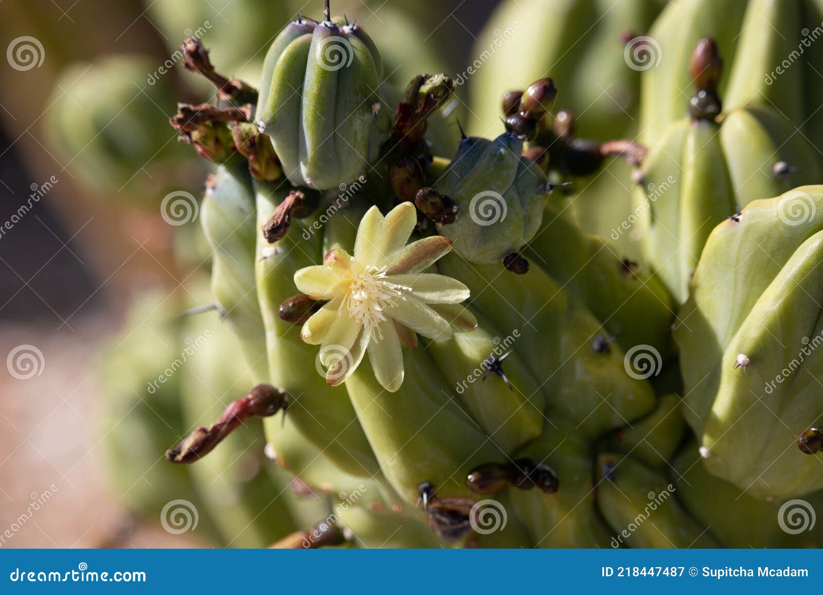 Hermosas Flores De Cactus De Arándano Mytrtillocactus Florecen En Primavera  En El Desierto De Arizona Imagen de archivo - Imagen de blanco, comestible:  218447487
