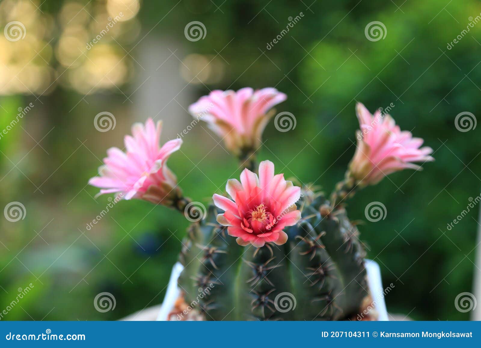 Hermosas Flores De Cactus Del Desierto En Flor Rosa En Cuatro Direcciones Imagen de archivo - Imagen de elegante, seco: 207104311 Hermosas Flores De Cactus Del Desierto En Flor Rosa En Cuatro Direcciones Imagen de archivo - Imagen de elegante, seco: 207104311