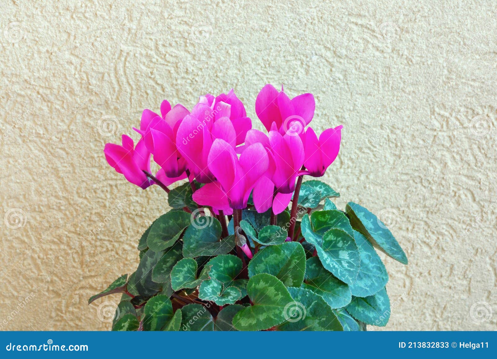 Hermosas Flores De Ciclamen Rústico Espacio De Fondo Para El Texto Imagen  de archivo - Imagen de hojas, nadie: 213832833