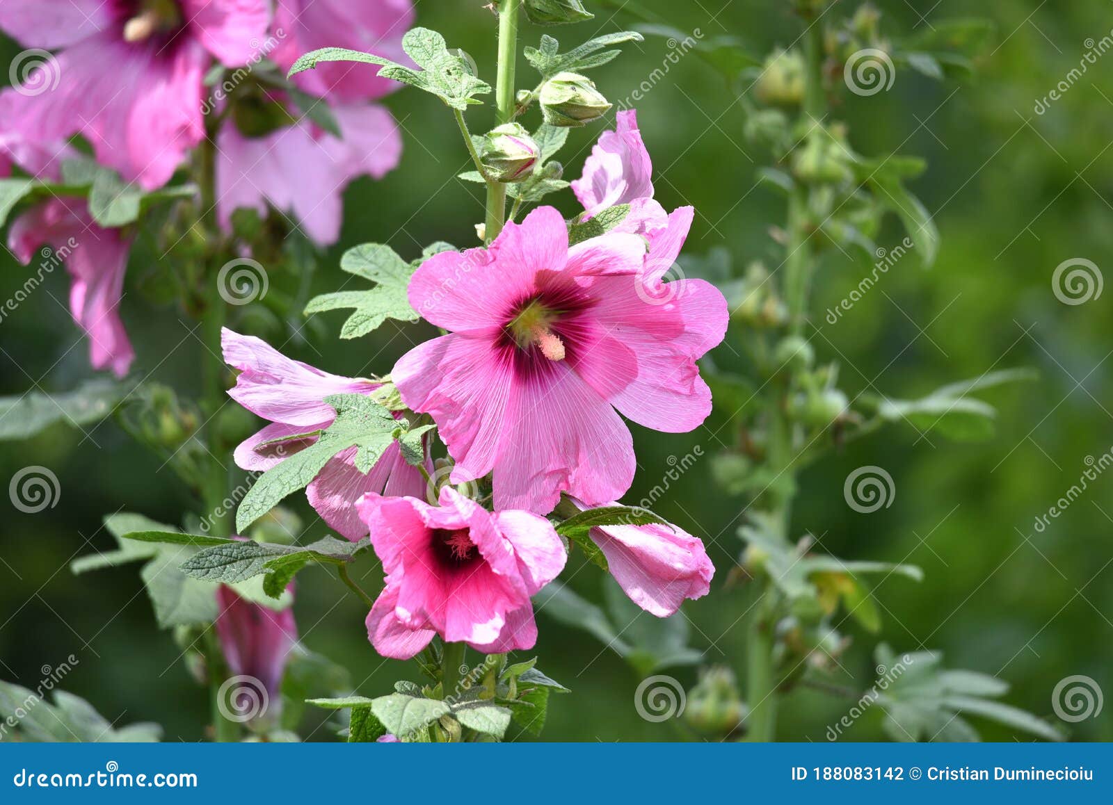 Hermosas Flores De Color Rosa De Malva Bajo El Sol Foto de archivo - Imagen  de perenne, flores: 188083142