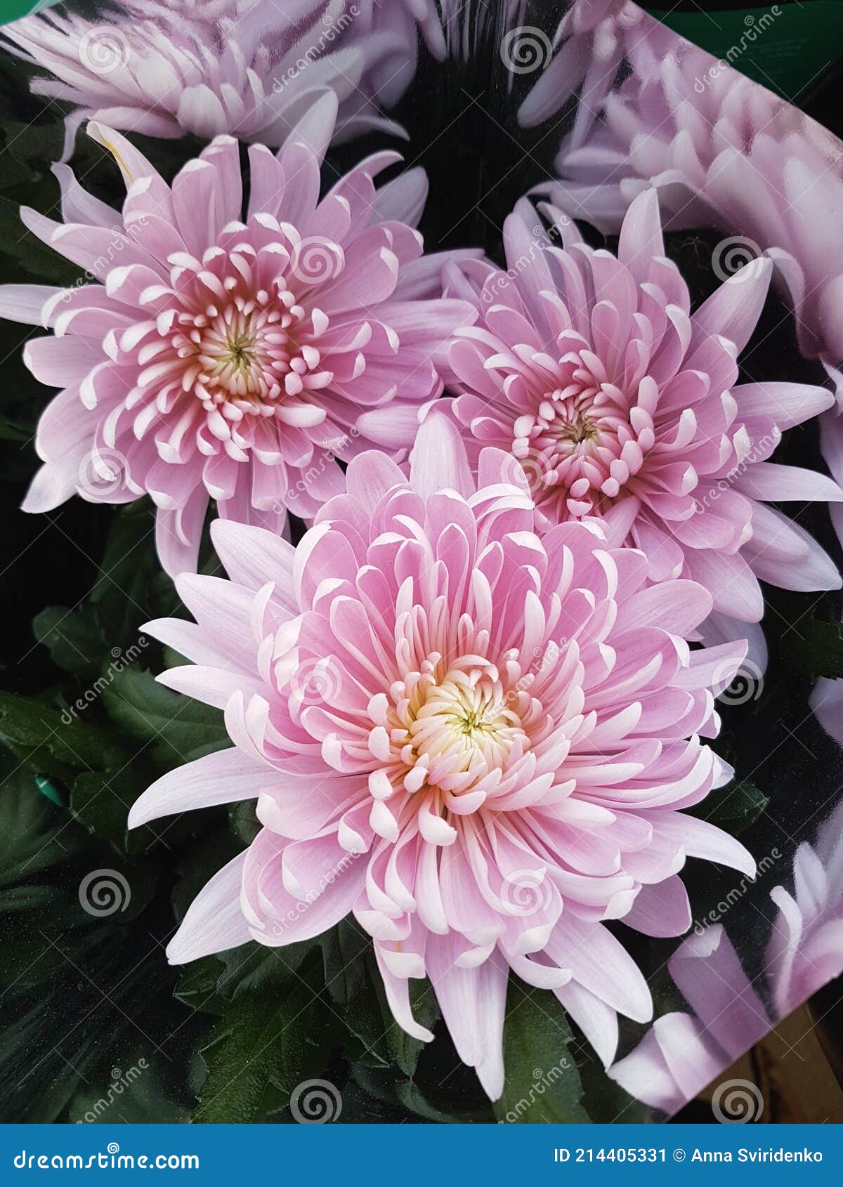Hermosas Flores De Crisantemo Al Aire Libre Crisantemos En El Jardín Imagen de archivo - Imagen de exterior, octubre: 214405331 Hermosas Flores De Crisantemo Al Aire Libre Crisantemos En El Jardín Imagen de archivo - Imagen de exterior, octubre: 214405331