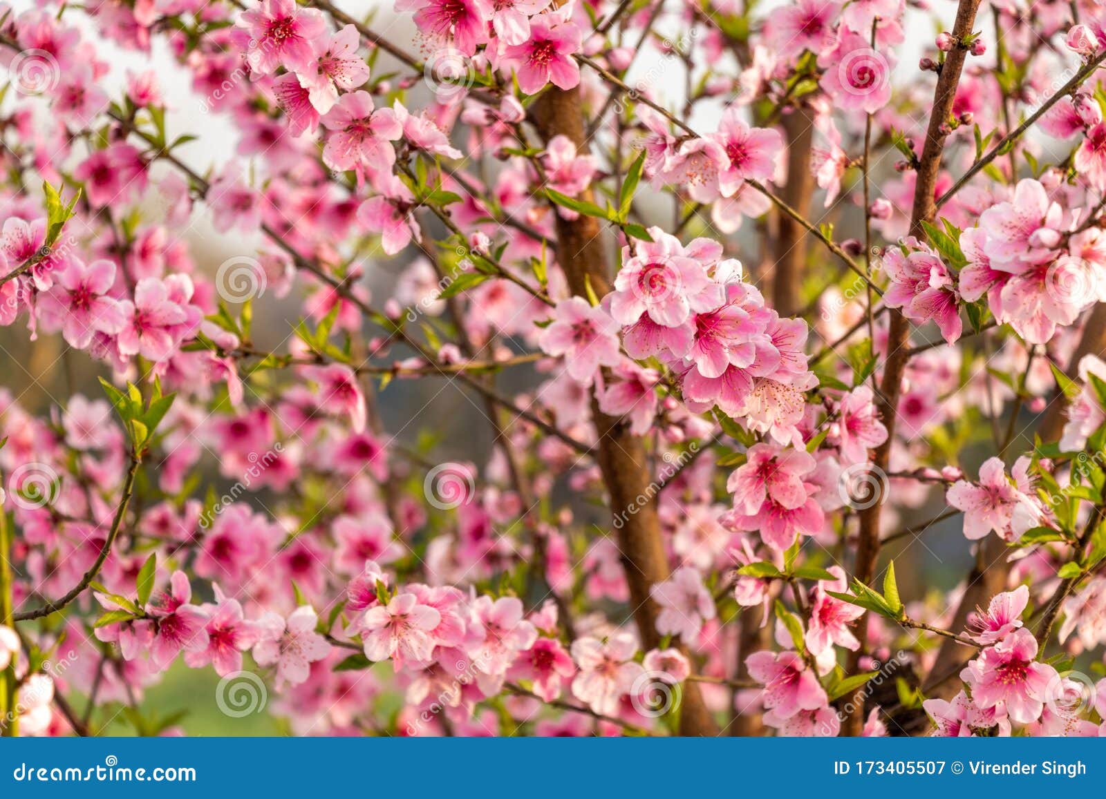 Hermosas flores de durazno imagen de archivo. Imagen de nadie - 173405507