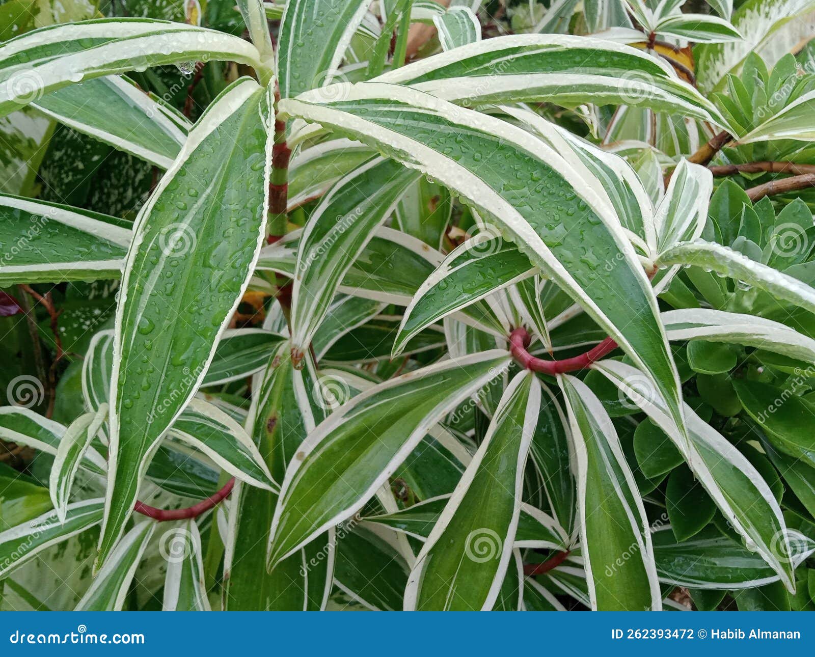 Hermosas Flores De Hojas Blancas Varigata Foto de archivo Imagen de