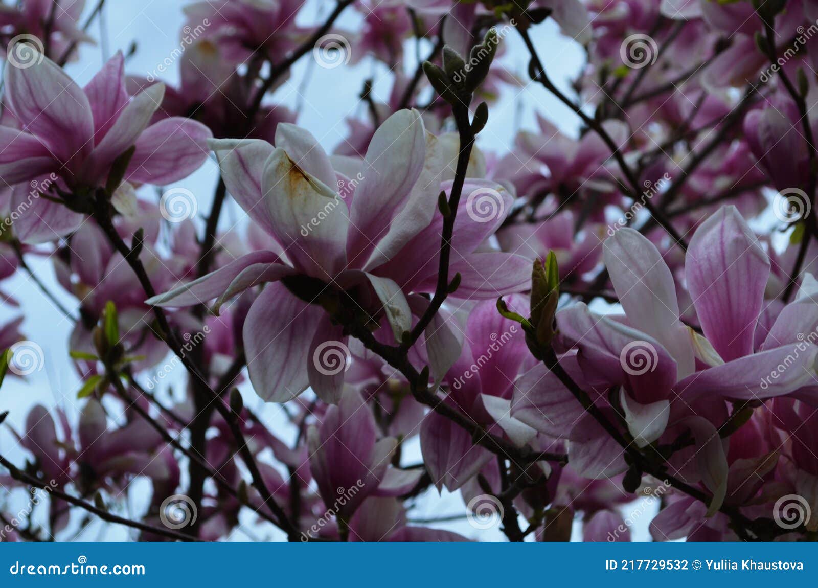 Hermosas Flores De Magnolia Púrpura En La Temporada De Primavera En El  árbol De Magnolia. Fondo Azul Cielo. Foto de archivo - Imagen de flor,  planta: 217729532