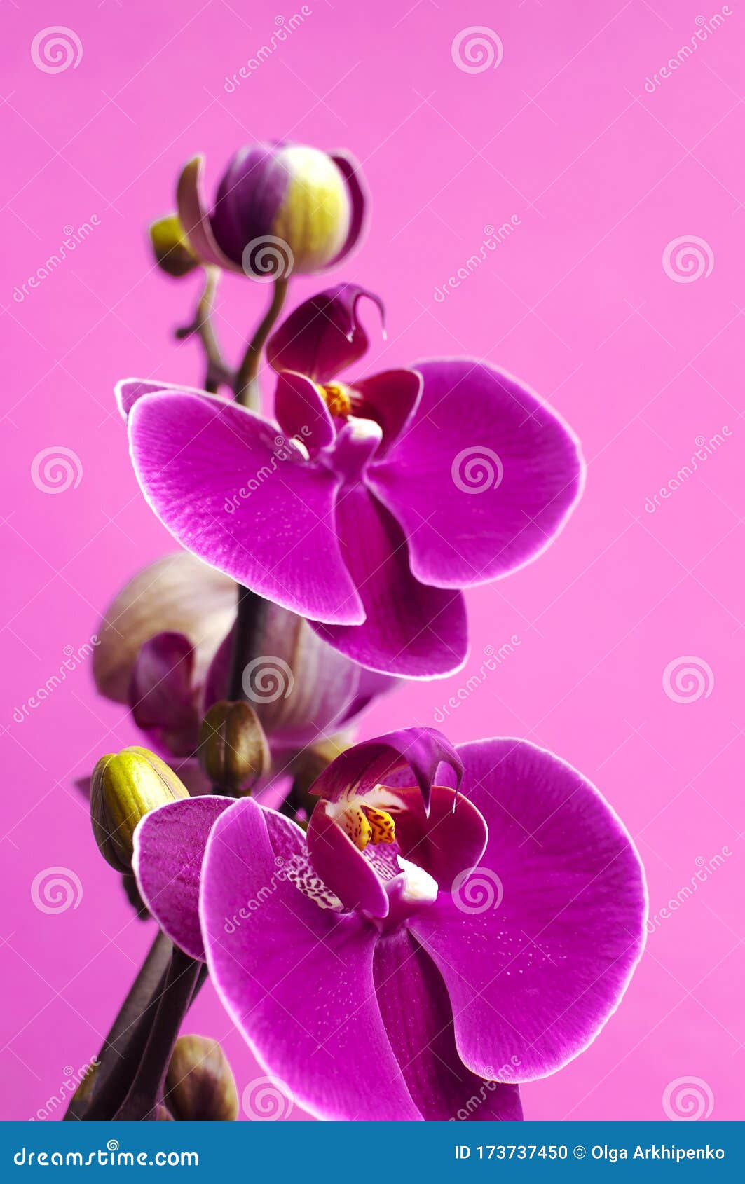 Hermosas Flores De Orquídeas De Falaenopsis Púrpura Sobre Fondo Rosa  Brillante Flor Tropical, Rama De Orquídea Cercana Orquídea R Foto de  archivo - Imagen de endecha, brote: 173737450