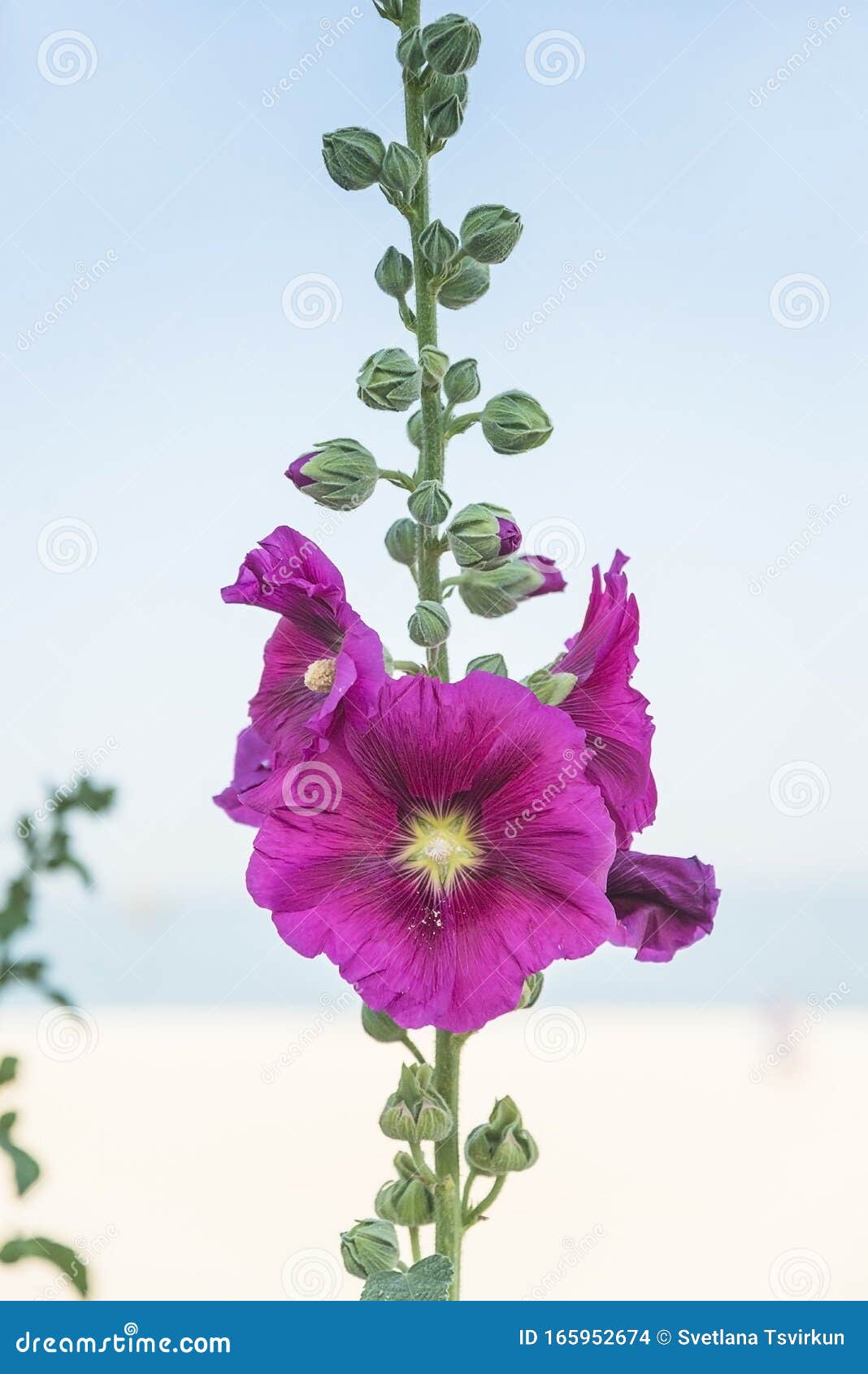 Hermosas Flores Malvas Púrpuras Contra El Cielo Foto de archivo - Imagen de vertical, planta: 165952674 Hermosas Flores Malvas Púrpuras Contra El Cielo Foto de archivo - Imagen de vertical, planta: 165952674
