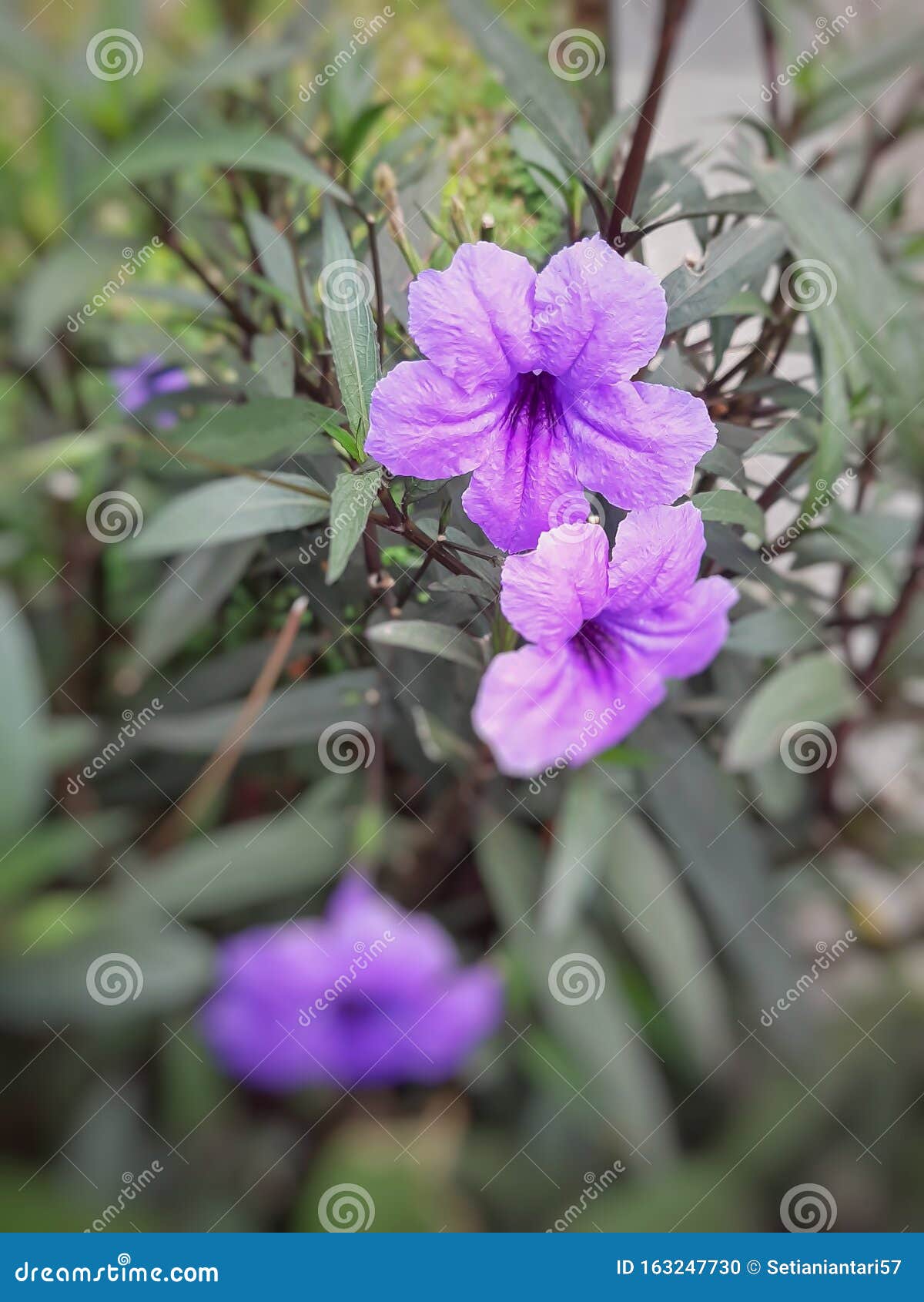 Hermosas Flores Moradas De Ruellia Simplex Comúnmente Llamadas Petunia  Mexicana Foto de archivo - Imagen de simple, belleza: 163247730