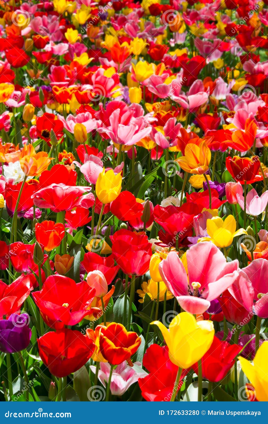 Hermosas Flores Primaverales Floreciendo En Un Jardín Flores De Primavera  En Flor Foto de archivo - Imagen de belleza, hermoso: 172633280
