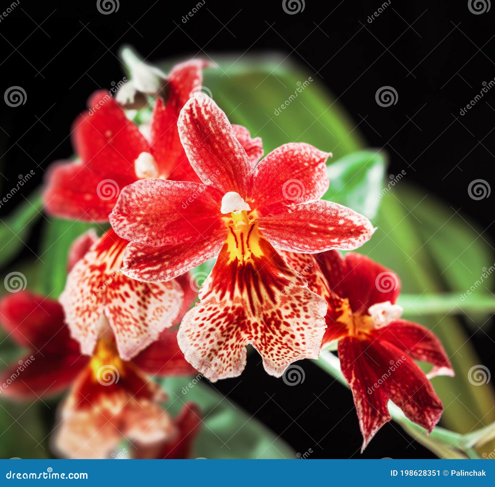 Orquídea Roja  Flores y Detalles