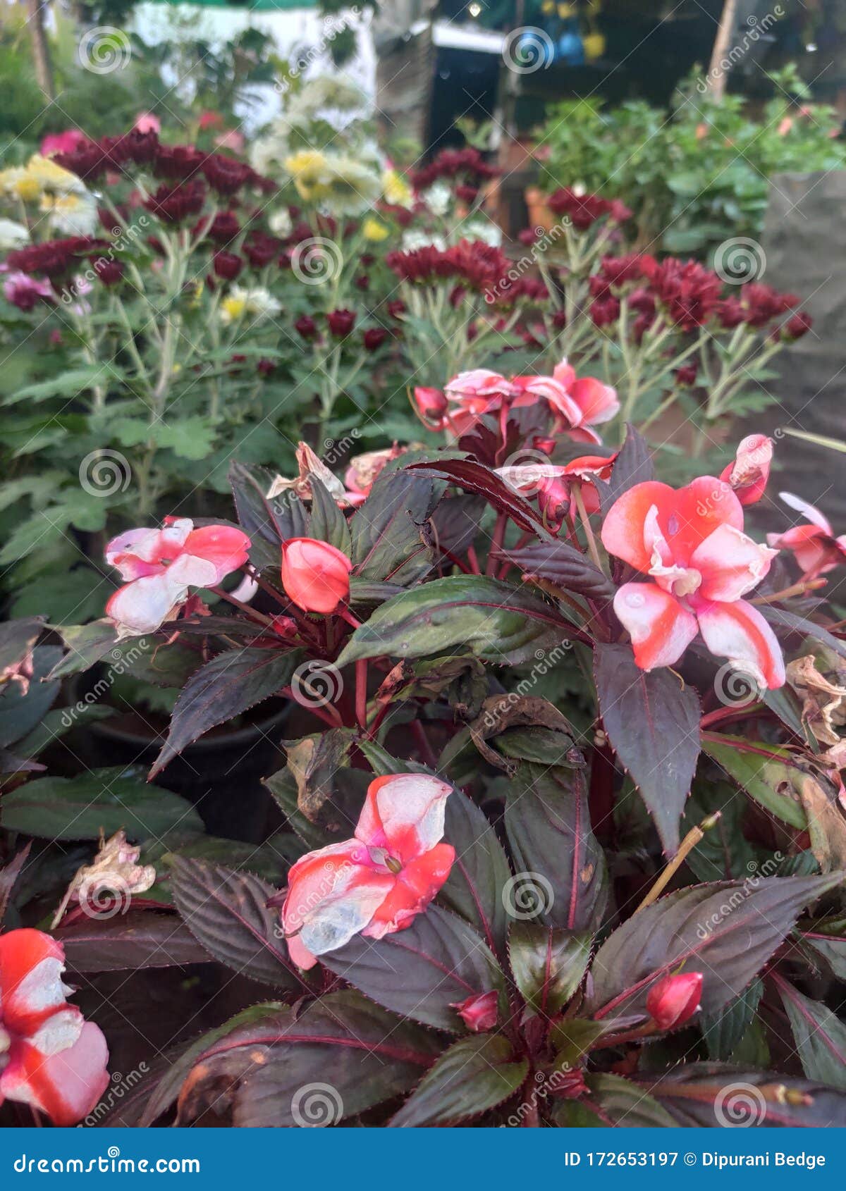 Hermosas Flores Rojas Frescas Con Hojas Negras Oscuras En El Jardín De  Viveros Imagen de archivo - Imagen de rojo, negro: 172653197