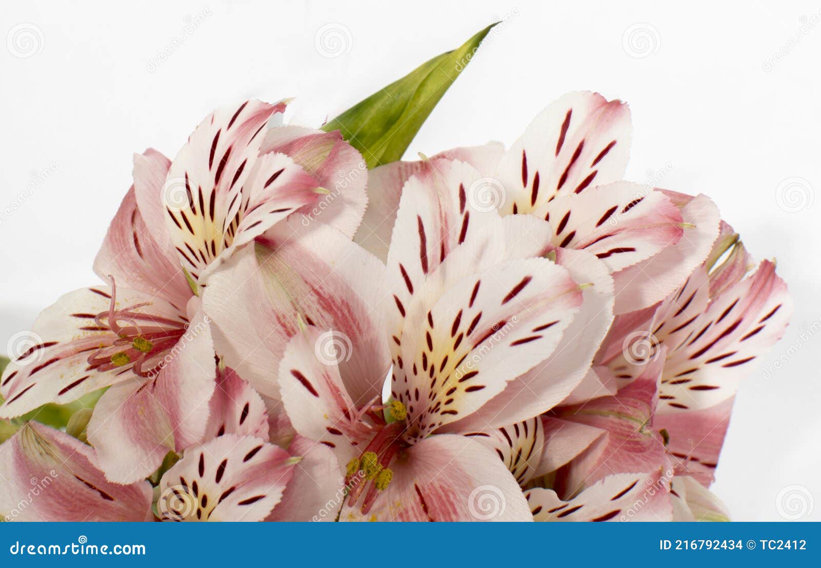 Hermosas Flores Rosas. Astromelia Foto de archivo - Imagen de resorte, flor:  216792434