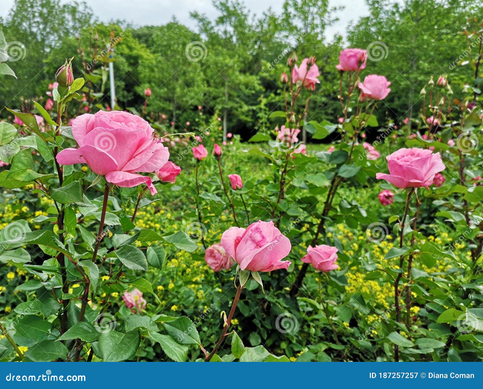 Hermosas Flores Rosas En Las Rosas Del Jardín Imagen de archivo - Imagen de  rosa, verde: 187257257