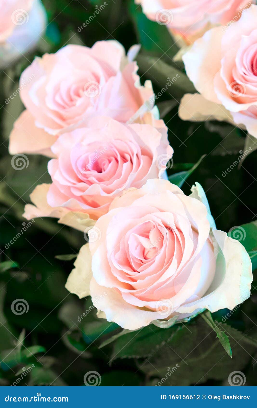 Hermosas Flores Rosas Que Florecen En El Jardín Flor Rosa Rosa Rosa Rosa En  Un Fondo De Rosas Borrosas En Un Jardín De Rosas Foto de archivo - Imagen  de agraciado, elegante: