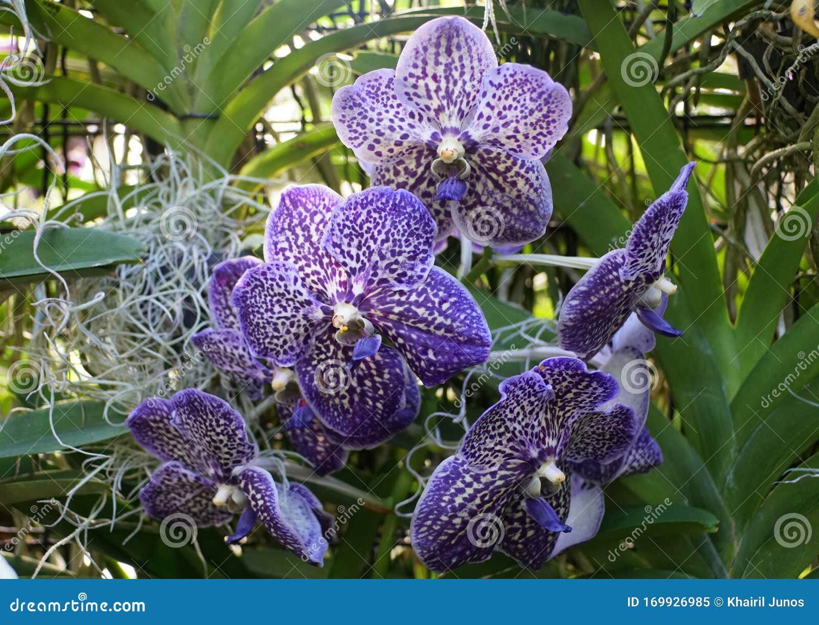 Hermosas Flores Vanda Sansai Blue Orchid Imagen de archivo - Imagen de  hermoso, famoso: 169926985