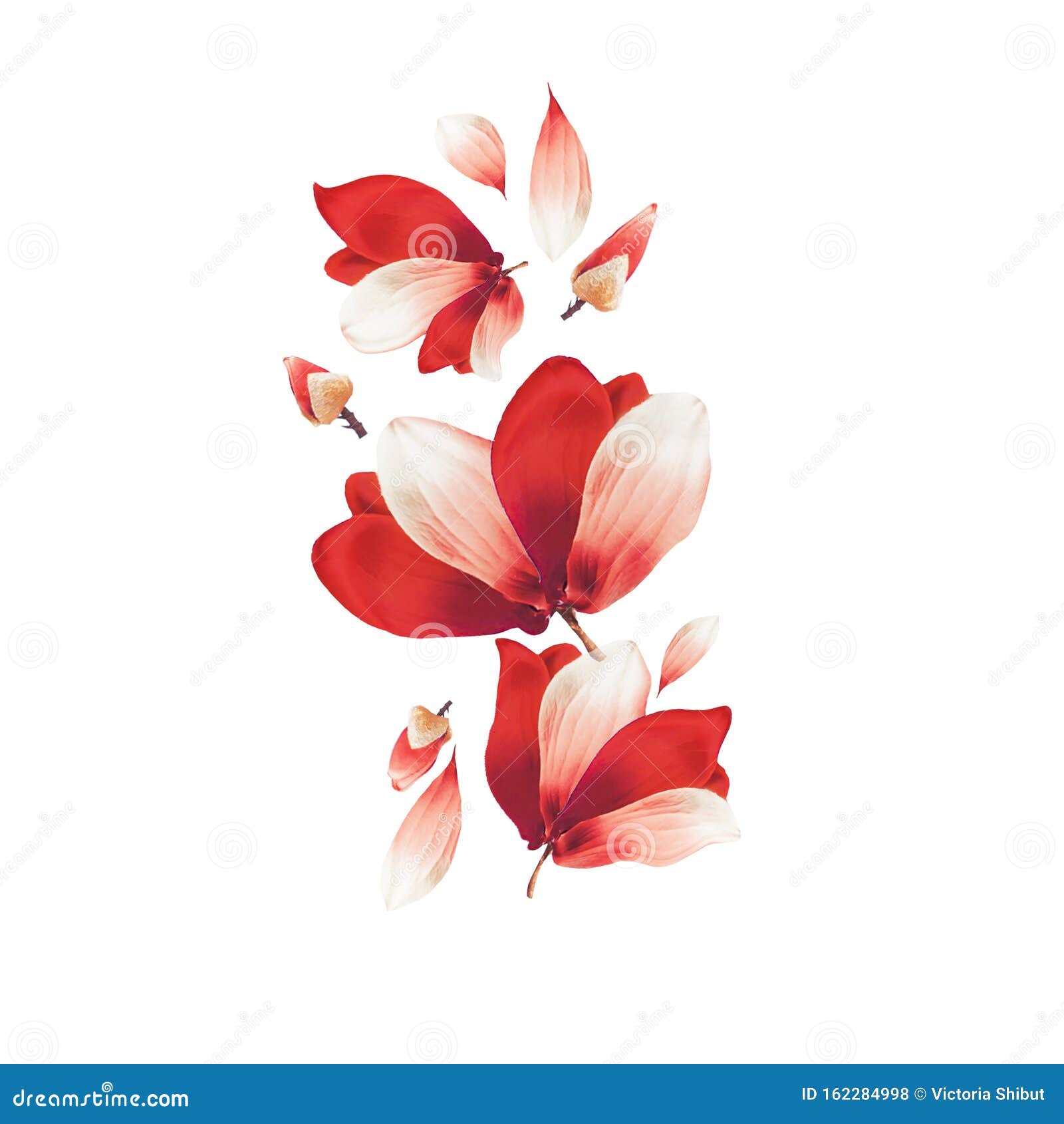 Hermosas Flores Y Pétalos Rojos Compuestos, Aislados De Fondo Blanco Diseño  Floral Creativo Flores Voladoras Amarilis Rojo Stock de ilustración -  Ilustración de rojo, amarilis: 162284998