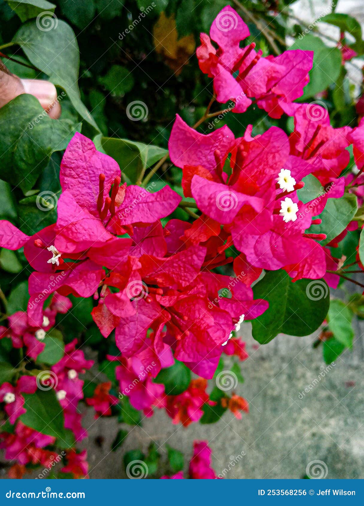 Hermosas Hojas Con Flores Blancas Foto de archivo Imagen de flores