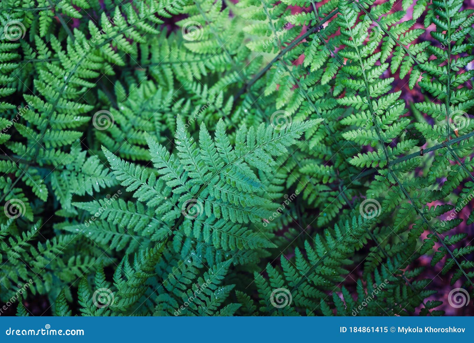 Hermosas Hojas De Helecho Verde En El Bosque Imagen De Archivo