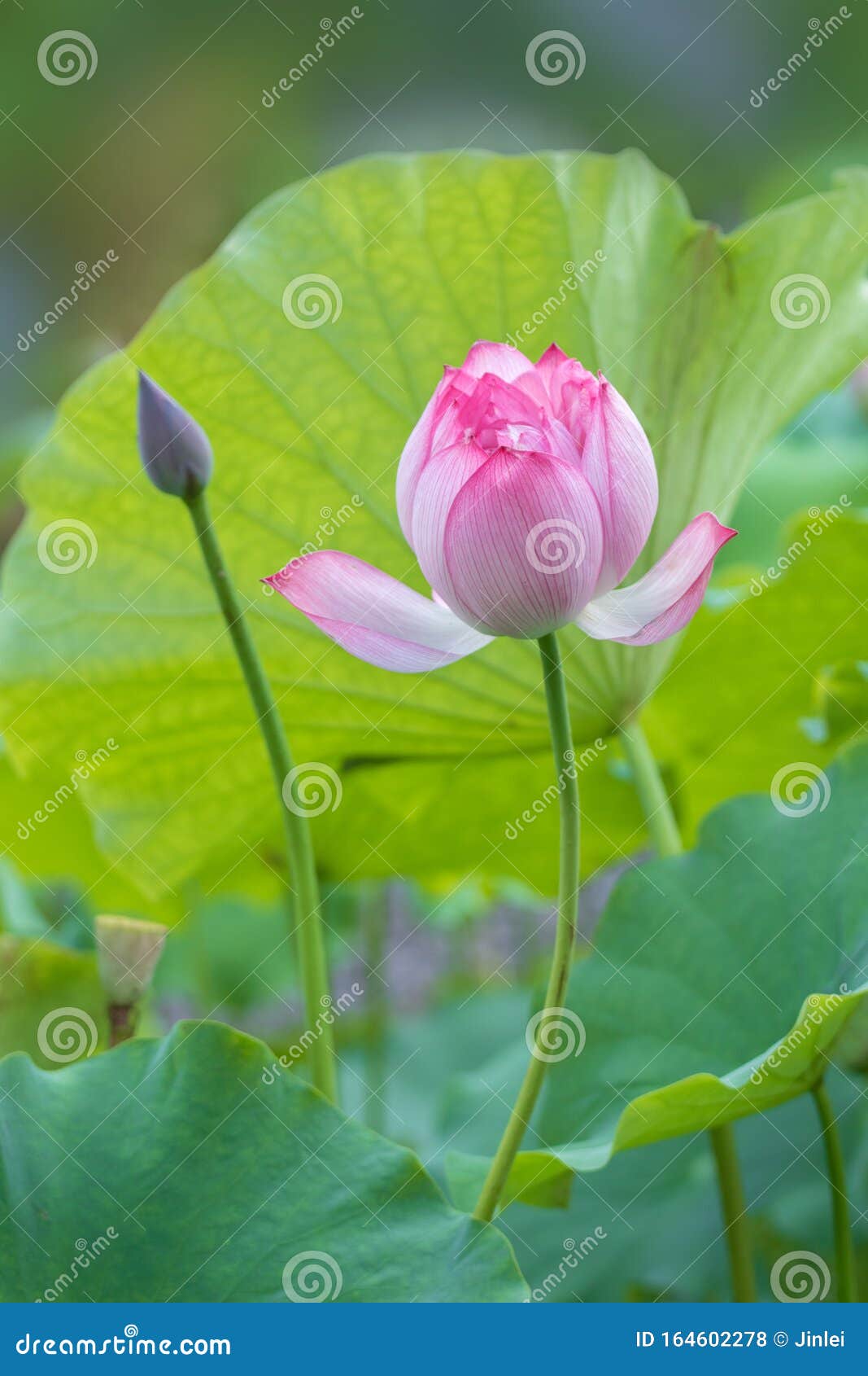Hermosas Hojas De Loto Y Loto Foto de archivo - Imagen de flor, detalles: 164602278 Hermosas Hojas De Loto Y Loto Foto de archivo - Imagen de flor, detalles: 164602278