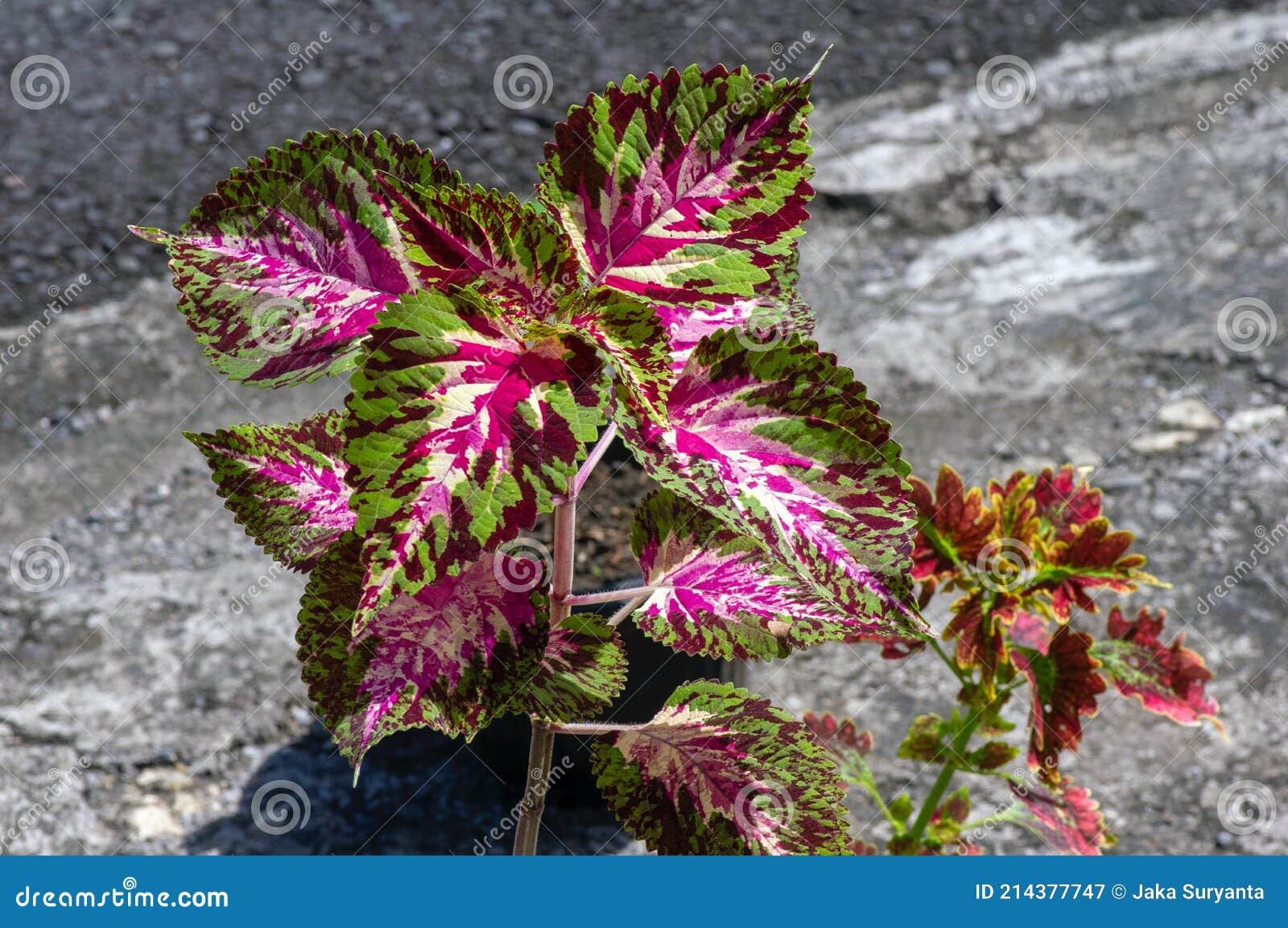 Hermosas Hojas De Rex Begonia Planta Imagen de archivo - Imagen de colores,  rosa: 214377747