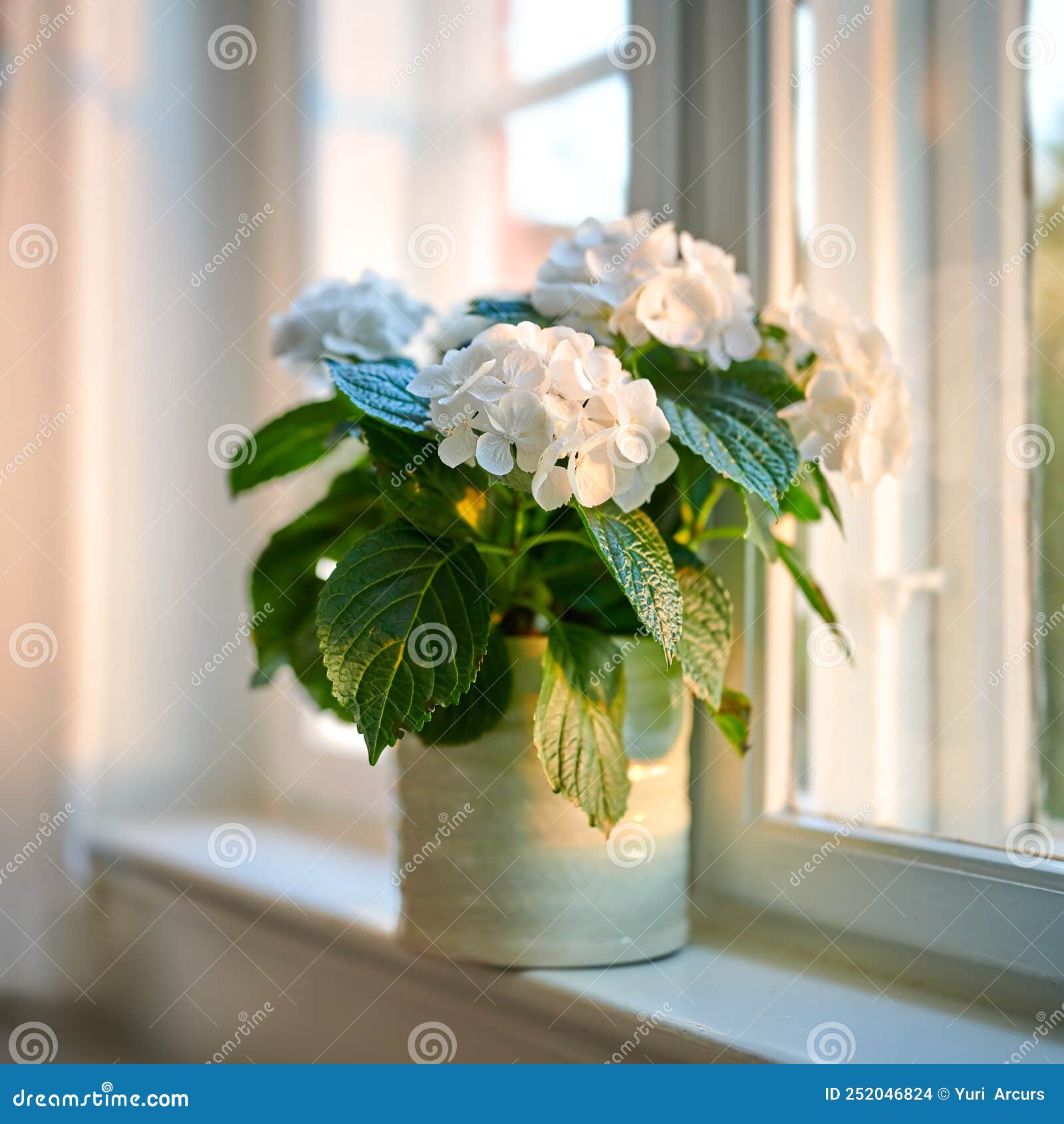 Hermosas Hortensias Blancas Mostradas En Un Jarrón En Una Ventana Vieja En  Casa. Flores Bonitas En Un Frasco De Un Hogar Para Foto de archivo - Imagen  de interior, coloreado: 252046824