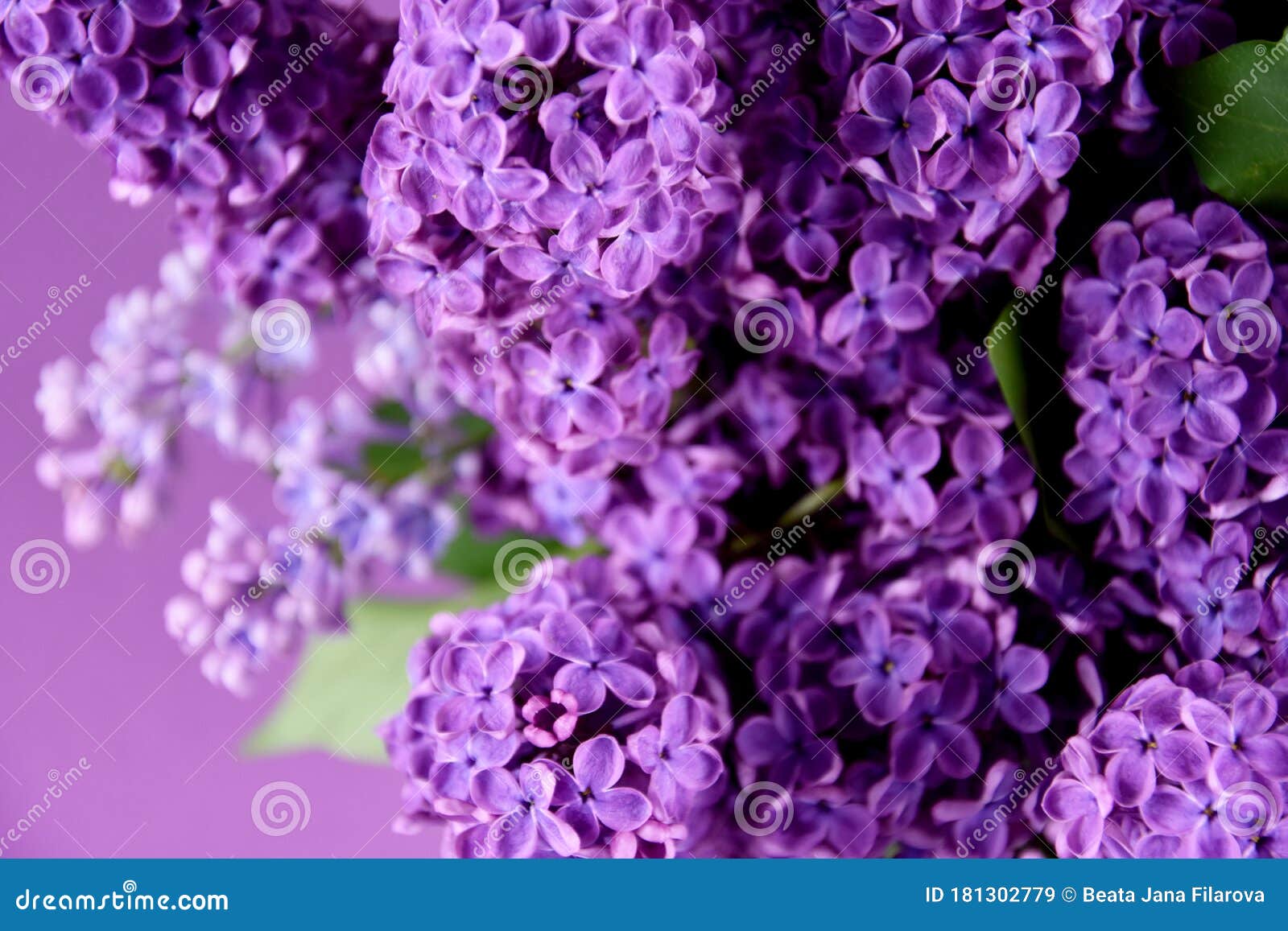 Hermosas Imágenes De Fondo De Flores De Lilac Imagen de archivo - Imagen de  detalle, verde: 181302779