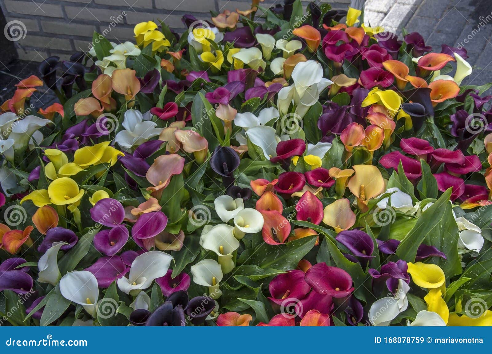 Hermosas Lirios Coloridos, Diferentes Colores Flores Imagen de archivo -  Imagen de lirios, multicolor: 168078759