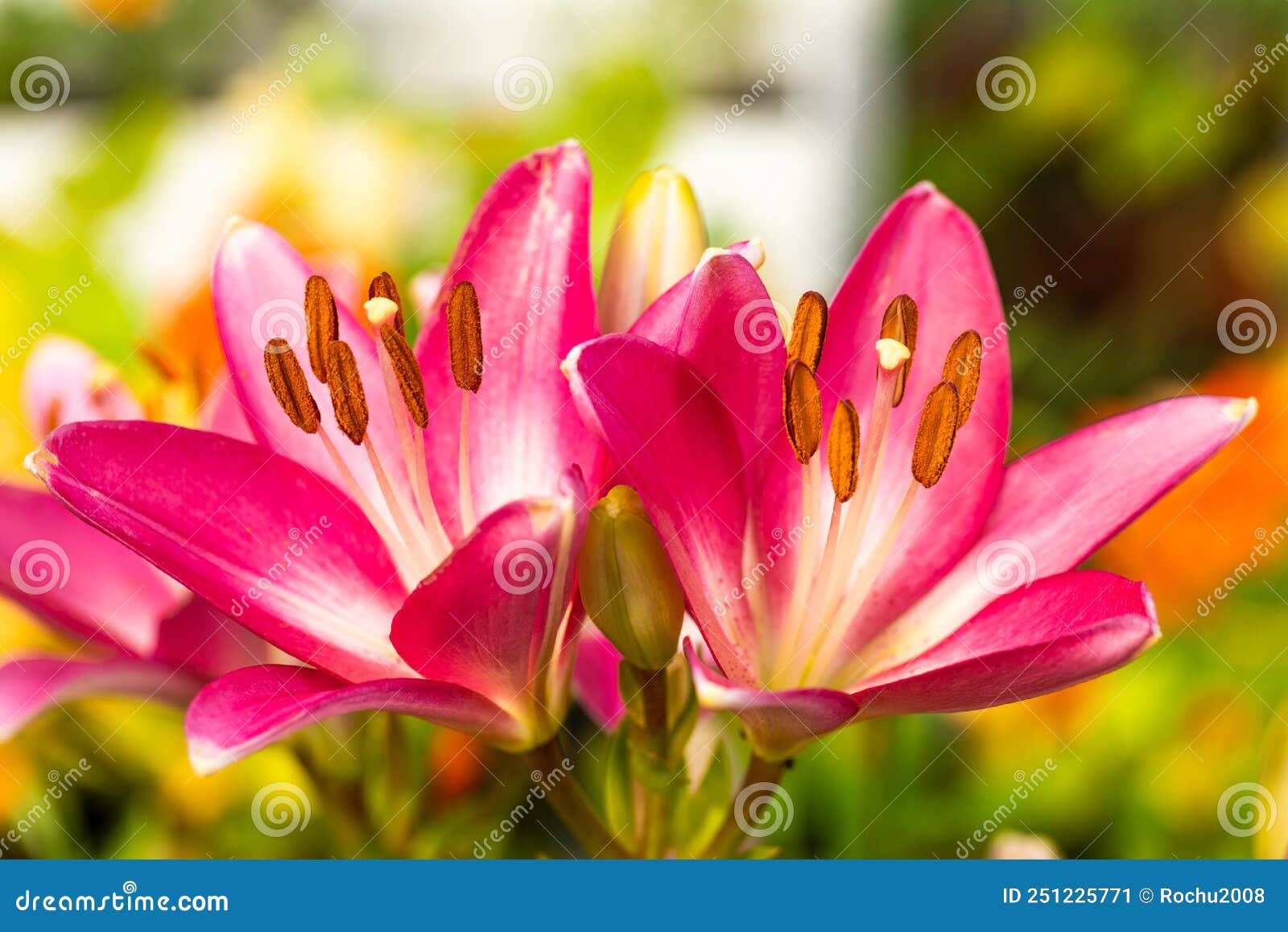 Hermosas Lirios Rosas Que Florecen En El Cuidado Del Jardín Para Plantas De  Temporada Imagen de archivo - Imagen de negro, fondo: 251225771