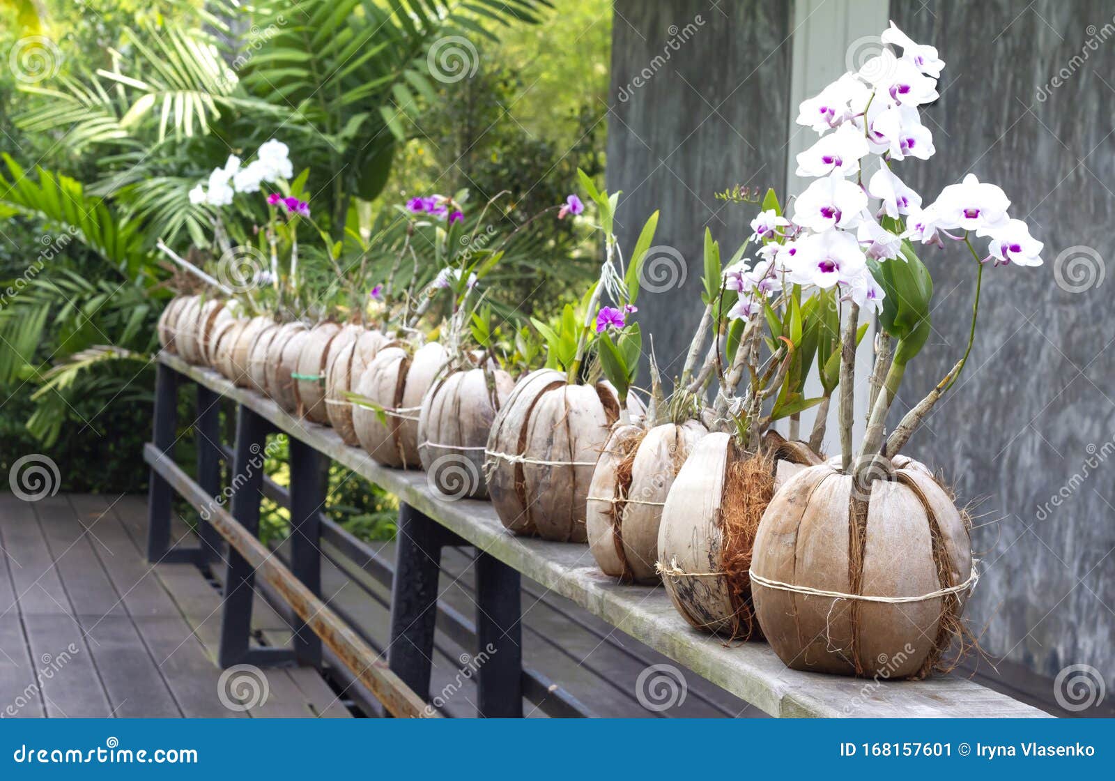 Hermosas Orquídeas Plantadas En Cáscaras De Coco Imagen de archivo - Imagen  de hermoso, muebles: 168157601