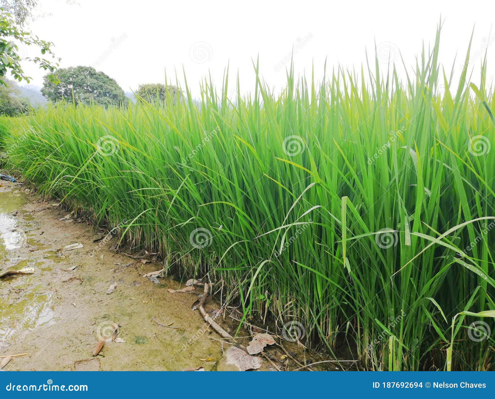 hermosas plantas de arroz fuertes