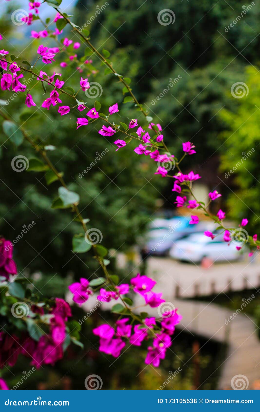 Hermosas Plantas Verdes Están Floreciendo Con Hermosas Flores Y Se  Convierten En Hermosos Paisajes En La Ruta Turística Foto de archivo -  Imagen de nuestro, flores: 173105638