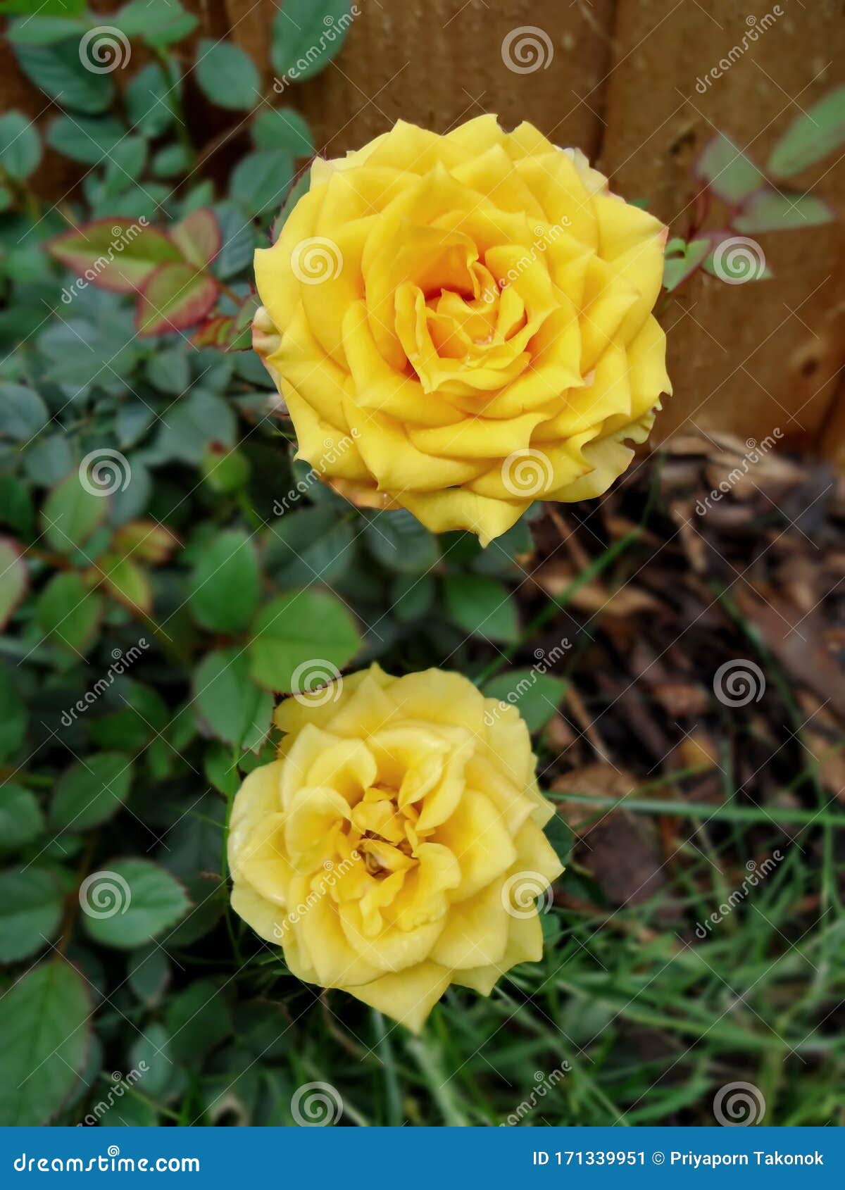 Hermosas Rosas Amarillas Brillantes, Como Flores En Mi Jardín Detrás De La  Cerca Imagen de archivo - Imagen de aromaterapia, amor: 171339951