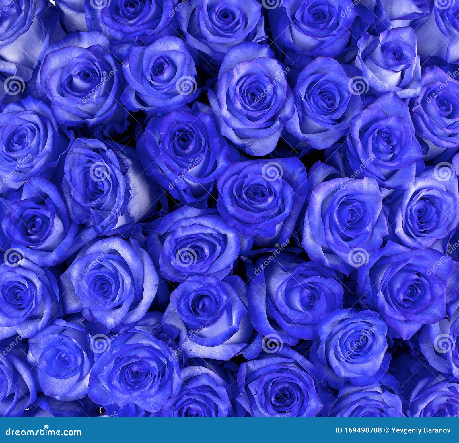 Hermosas Rosas Azules, Fondo Floral Foto de archivo - Imagen de flor,  manojo: 169498788
