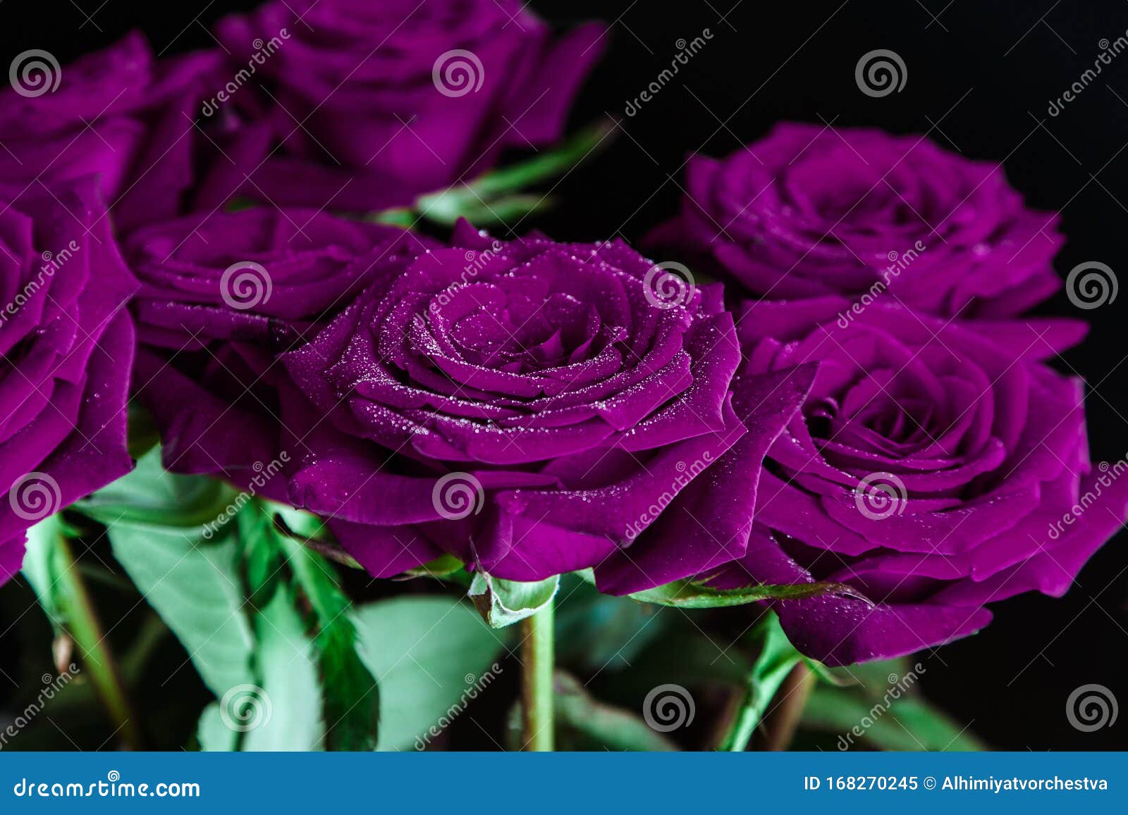 Hermosas Rosas Moradas Con Gotas De Agua Imagen de archivo - Imagen de  flores, tristeza: 168270245