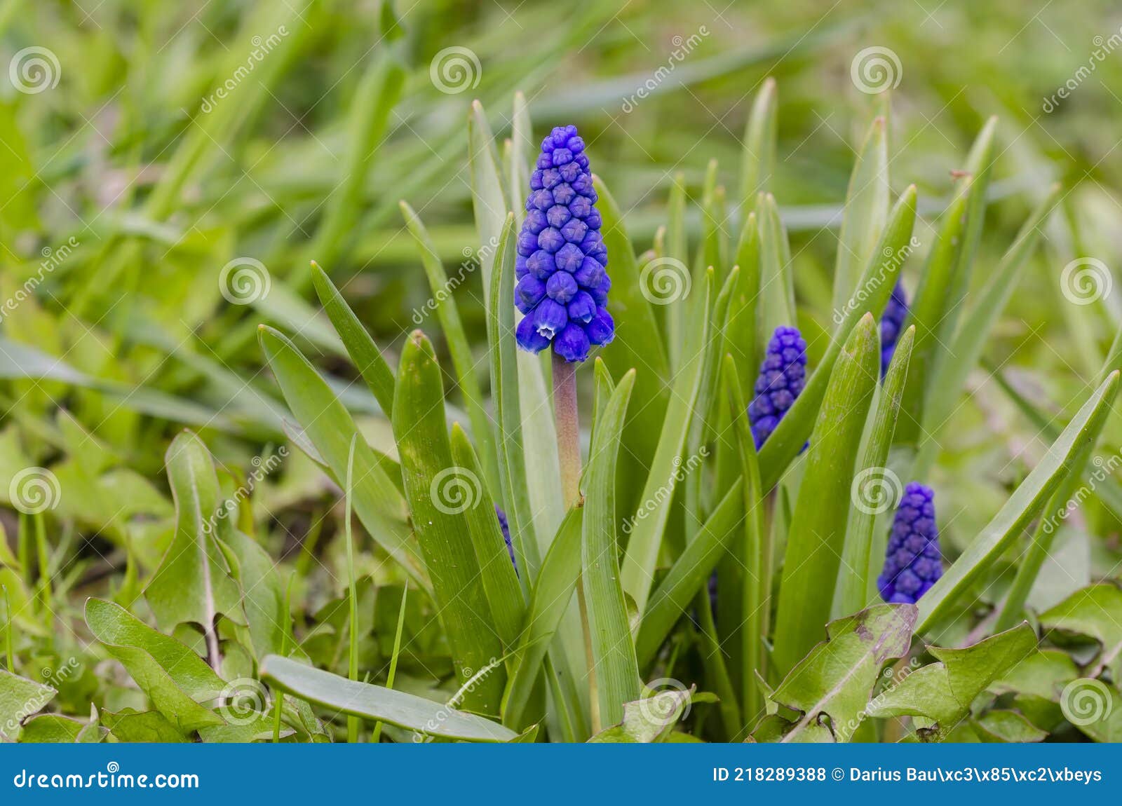 Hermoso Azul Común Flor De Jacinto De Uva En El Jardín Foto de archivo -  Imagen de planta, resorte: 218289388