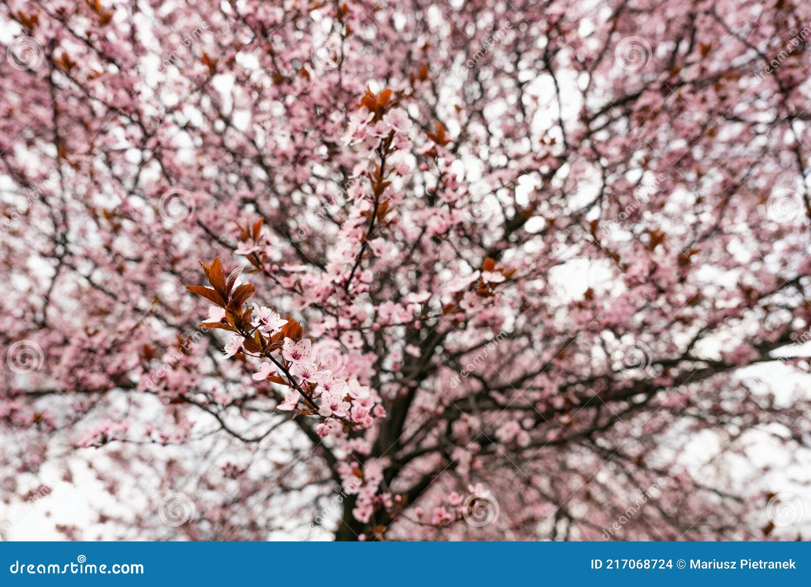 Hermoso Cerezo Flores árbol En Primavera. Un Primer Plano De Los Cerezos En  Flor En La Primavera Foto de archivo - Imagen de admirar, floral: 217068724