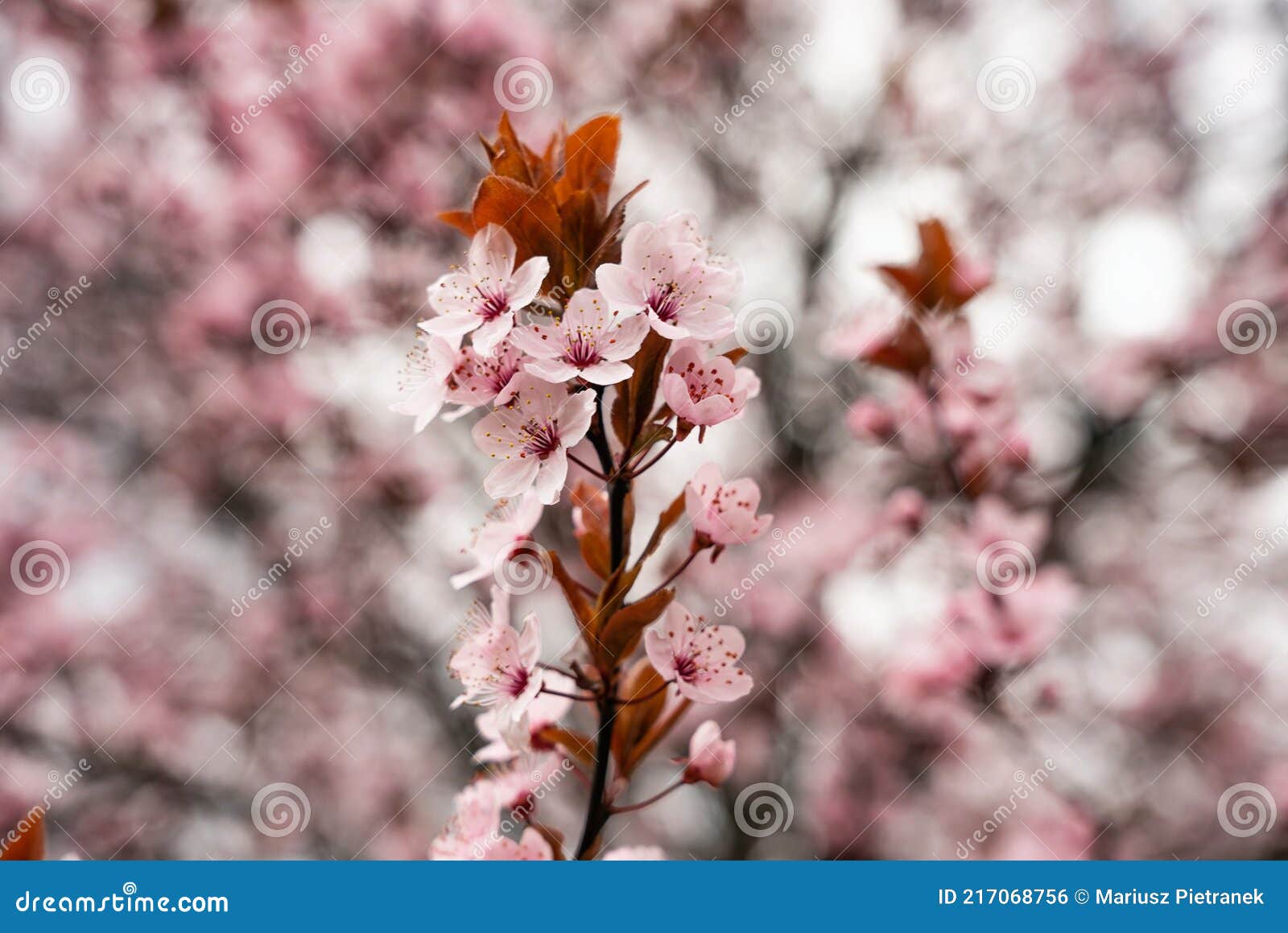 Hermoso Cerezo Flores árbol En Primavera. Un Primer Plano De Los Cerezos En  Flor En La Primavera Foto de archivo - Imagen de fondo, flores: 217068756